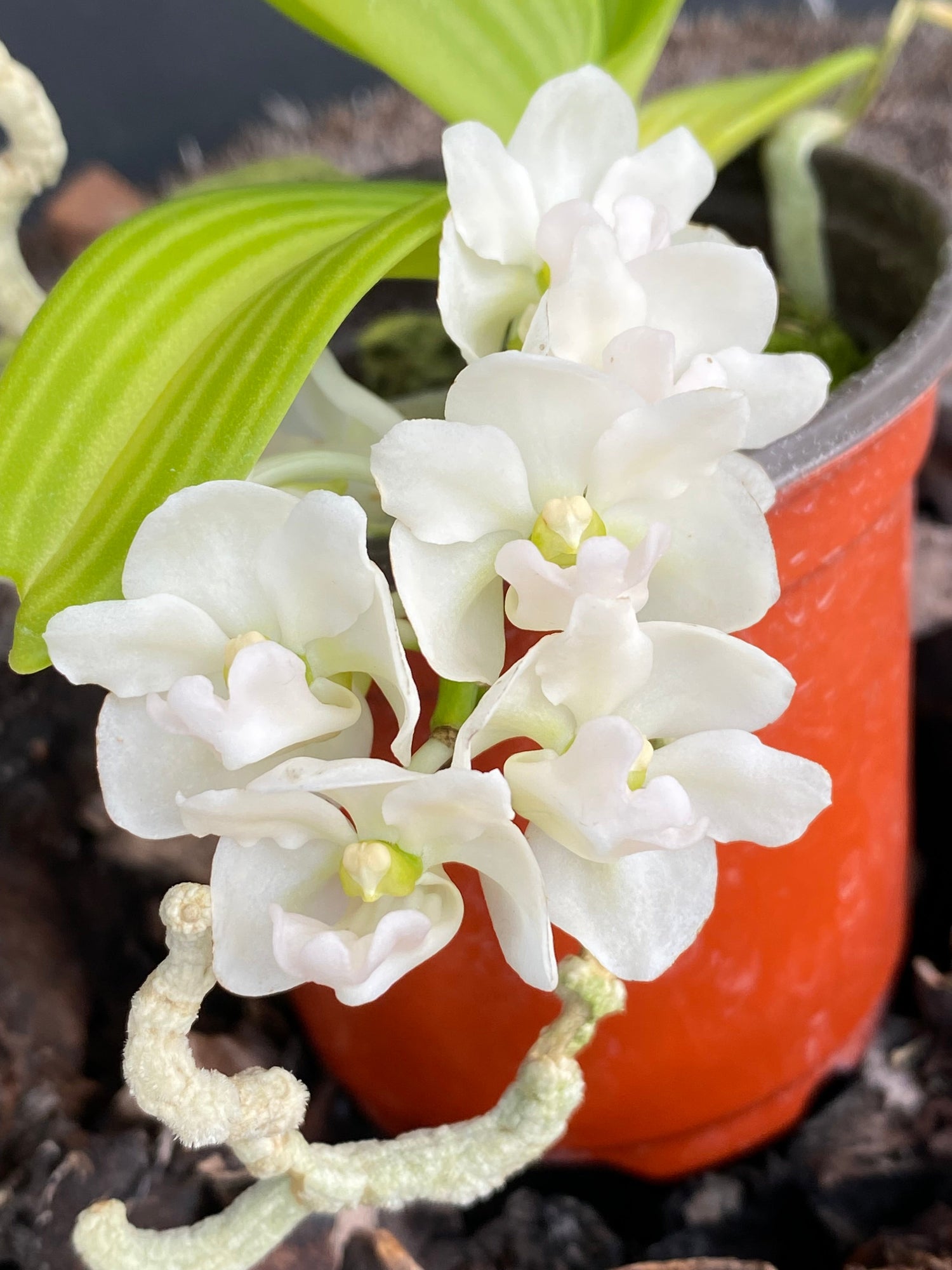 Species Orchids
