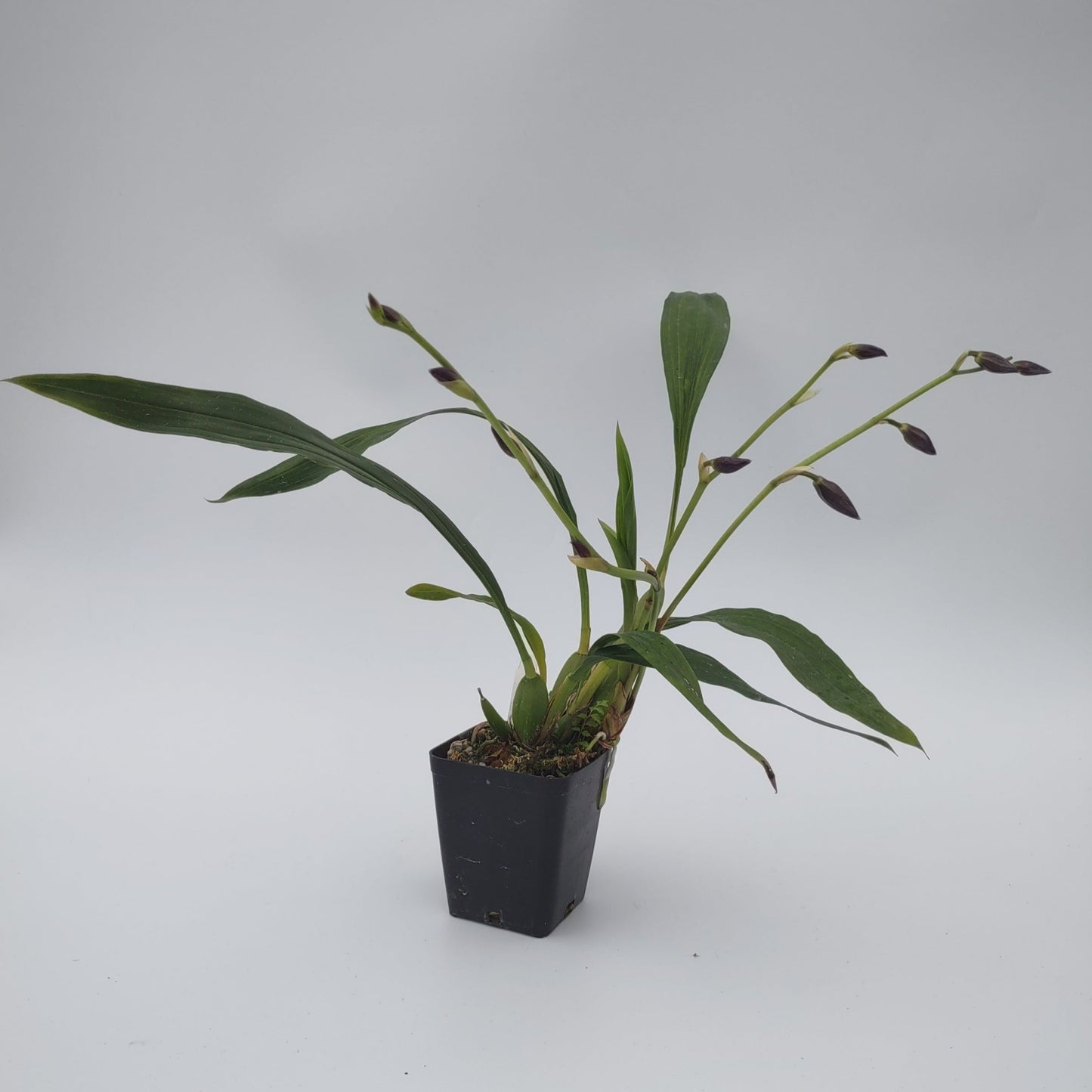 Zygonisia Cynosure 'Bluebird'