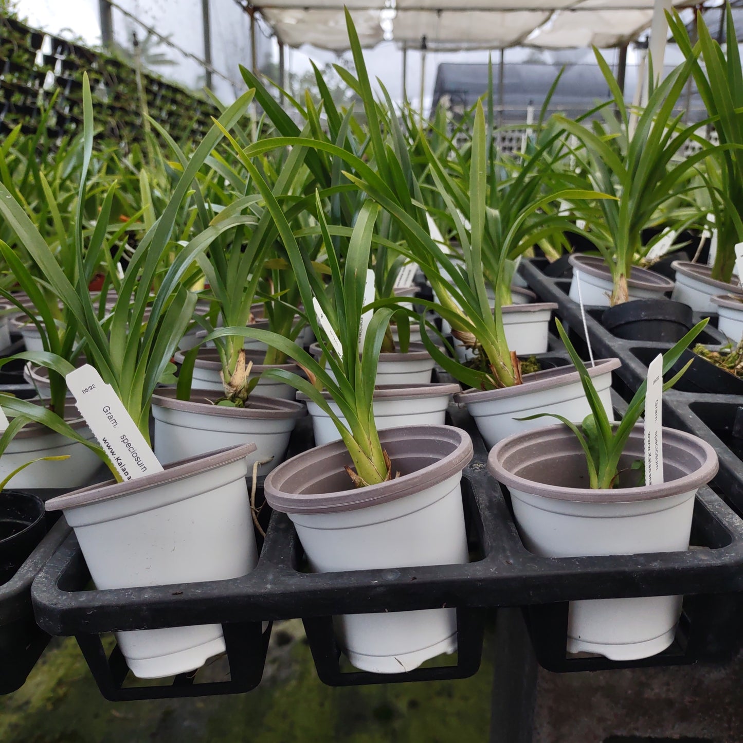 Grammatophylum speciosum