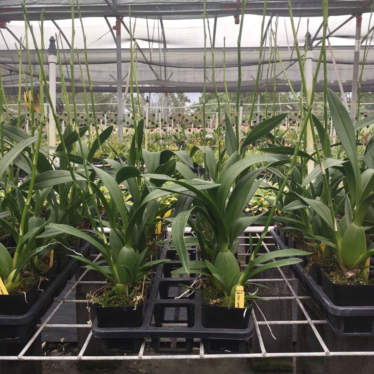 Oncidium (Onc.) Lemon Heart