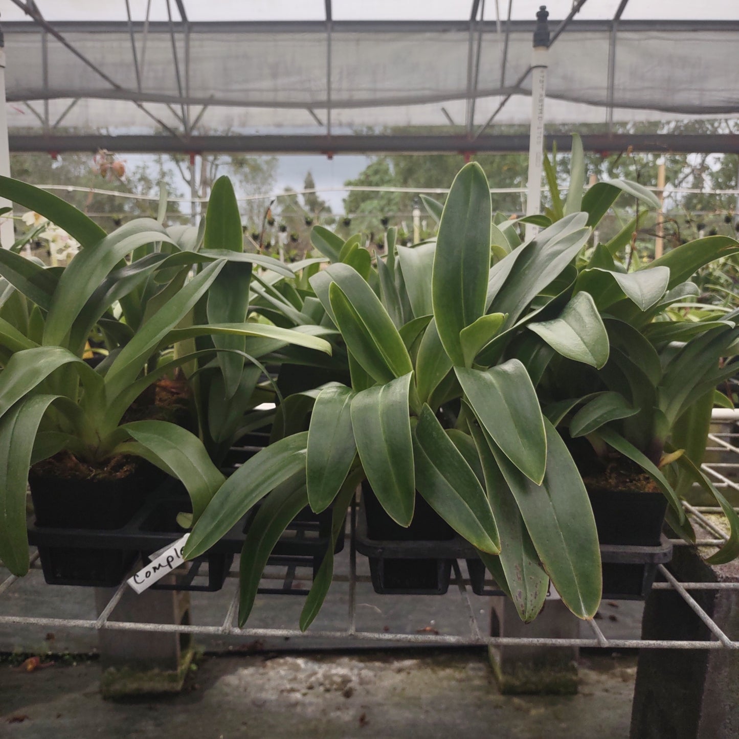 Complex Paphiopedilum (alba type) non-bloom