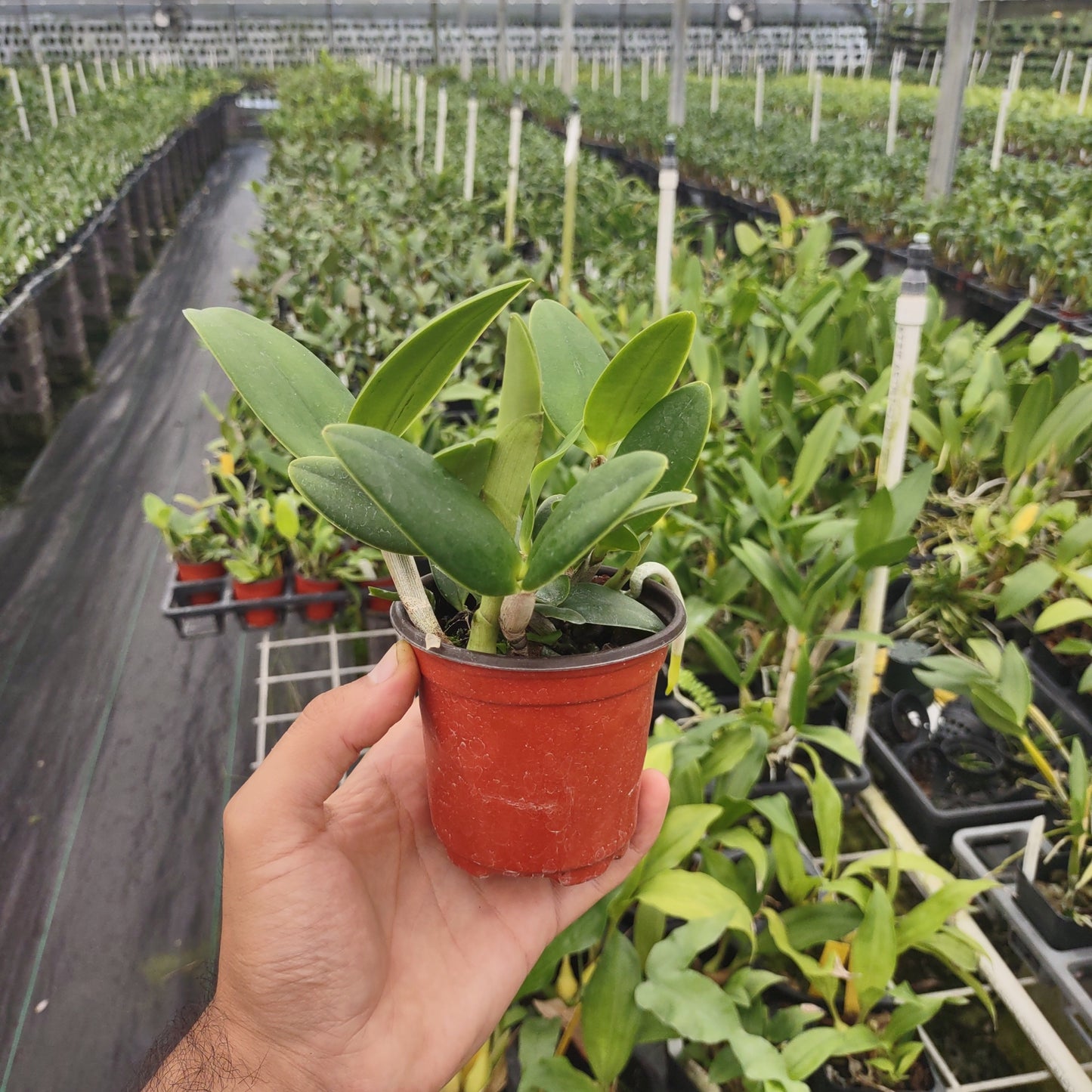 Cattleya intermedia