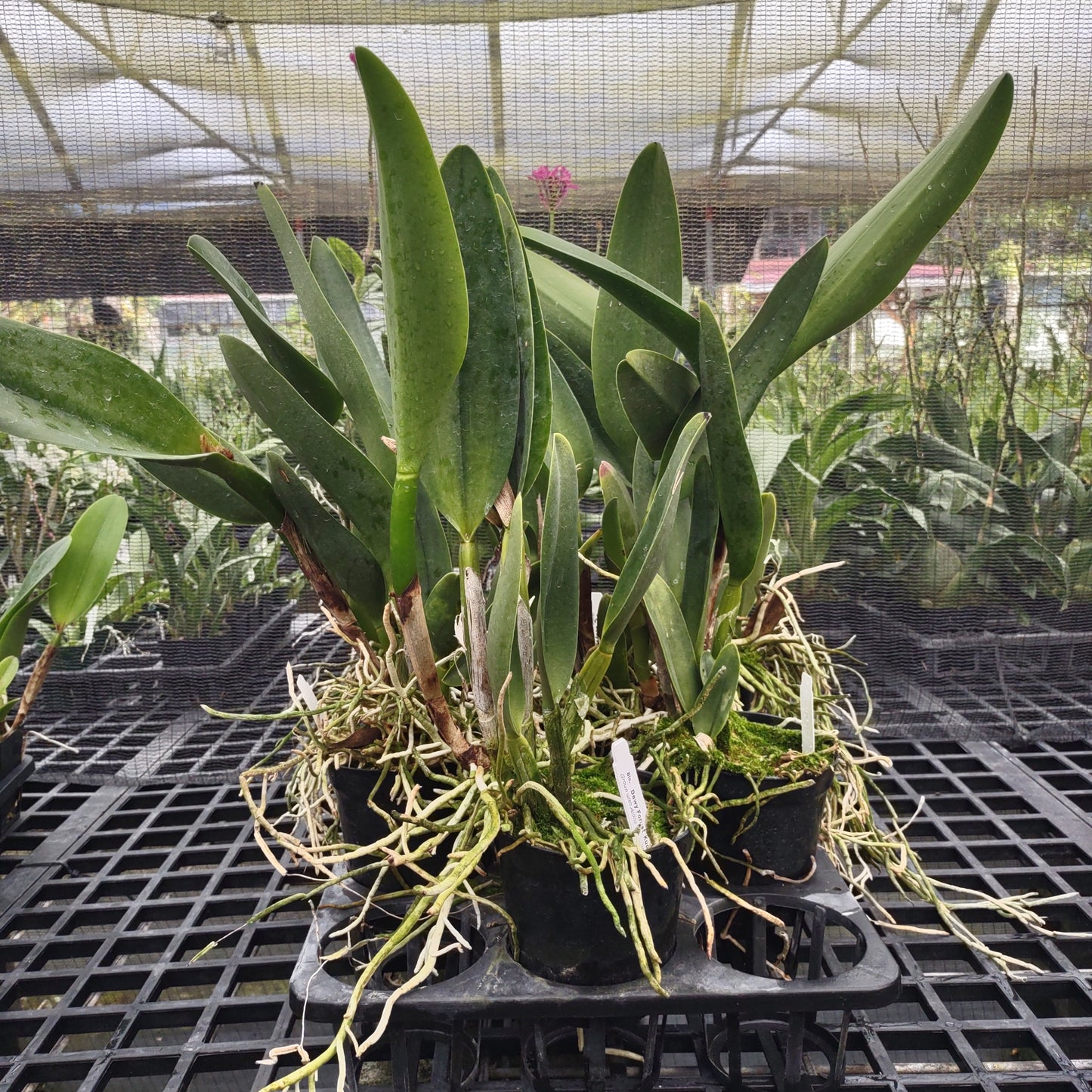 Blc. Dewy Forest 'Kudos'