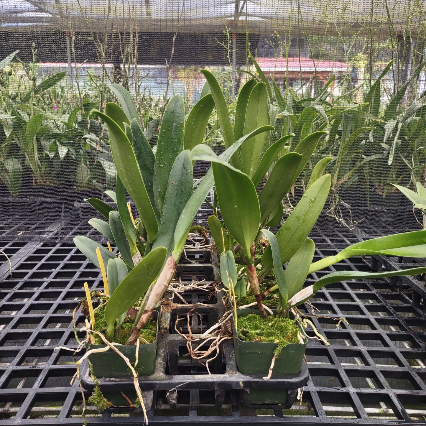 Rlc. Amazing Thailand