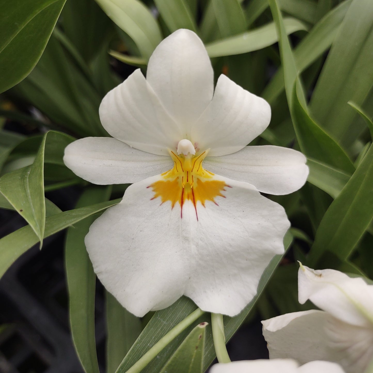 Miltoniopsis (Mps.) Golden Snows