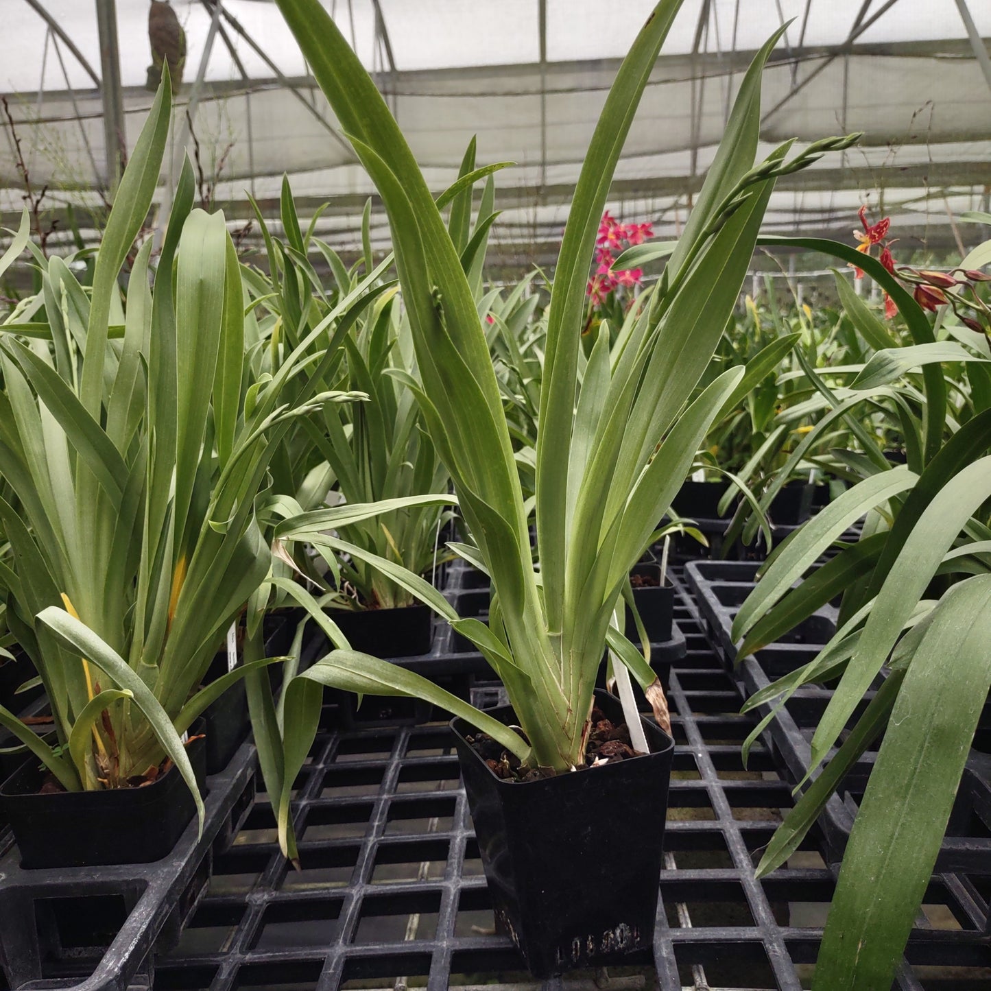 Miltoniopsis (Mps.) Golden Snows