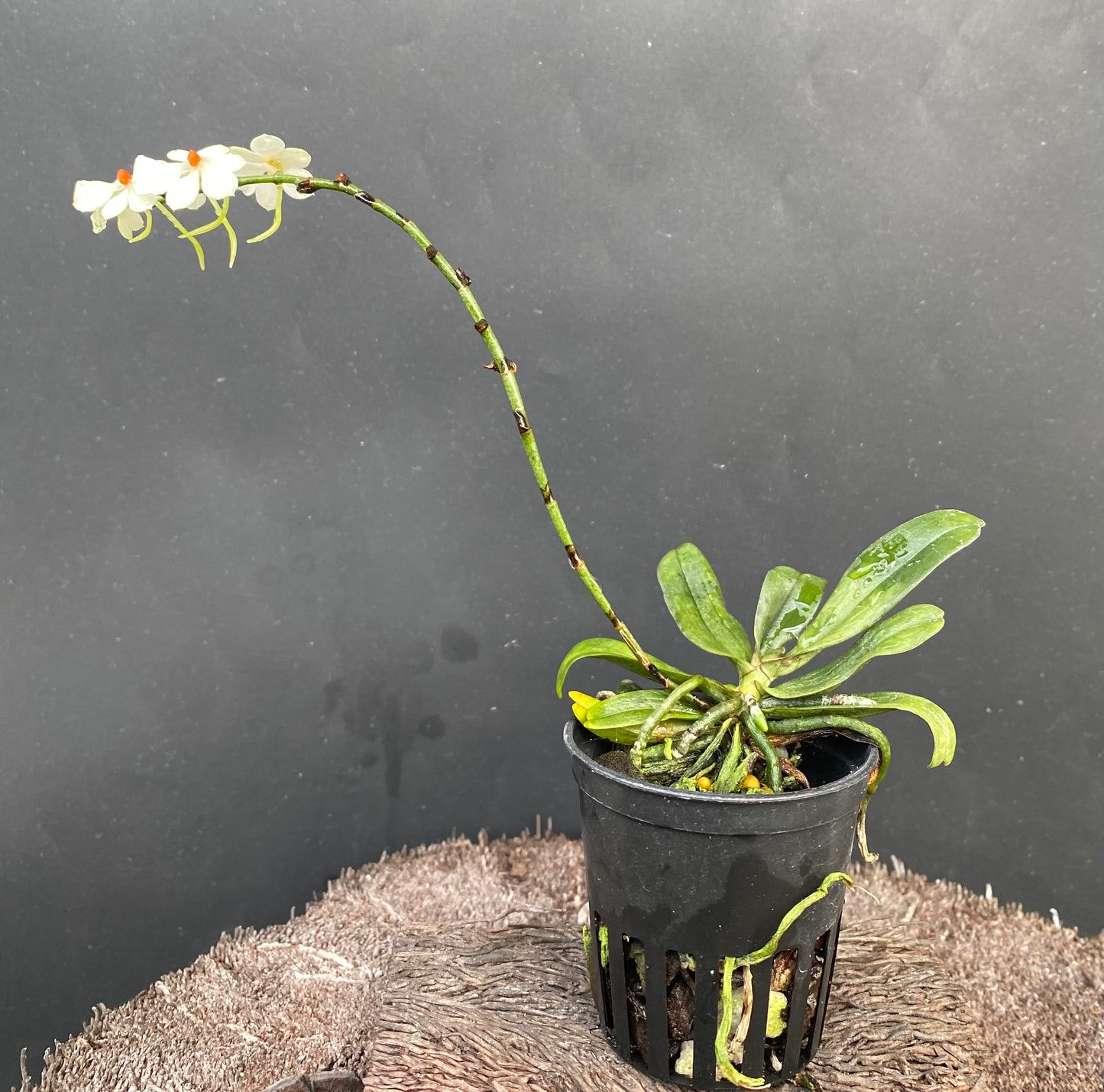 3" Aerangis luteo-alba