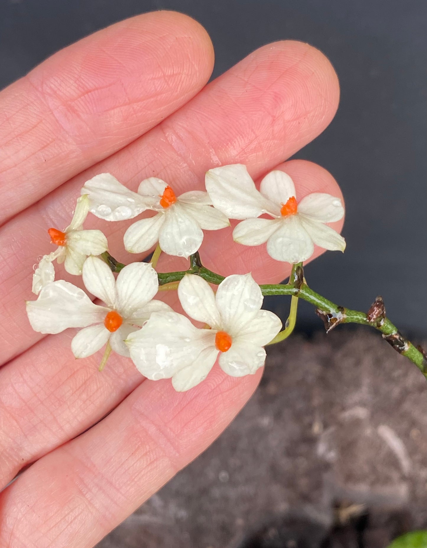 3" Aerangis luteo-alba