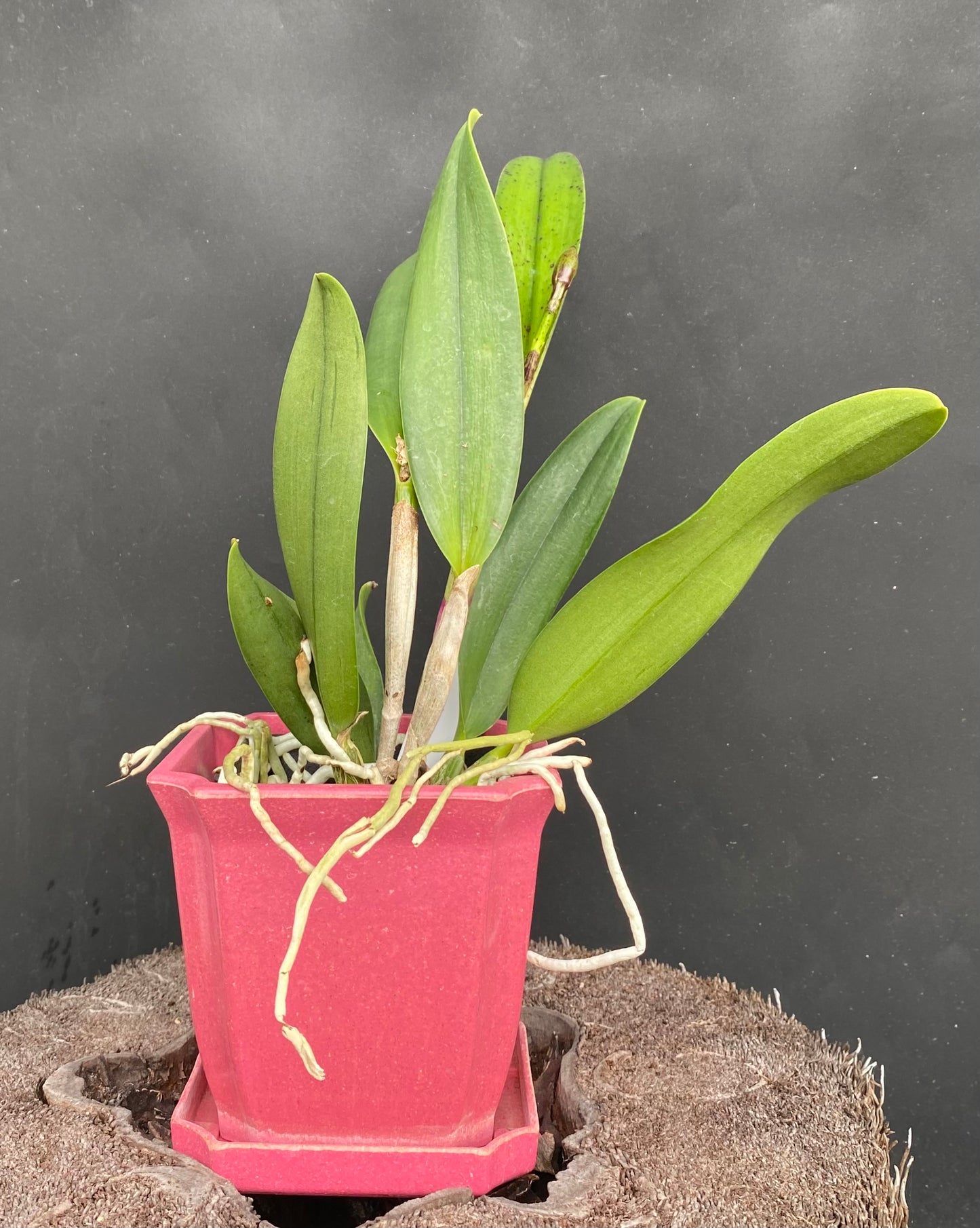Brassolaeliocattleya (Blc.) Aiea Lorraine