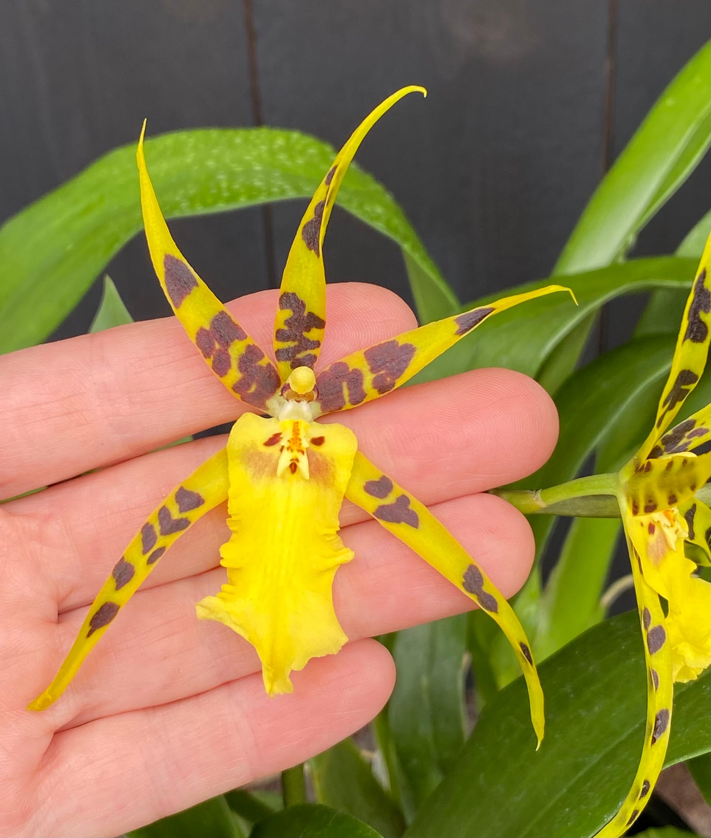 Alcra. Pacific Nova ‘Butter Buds’