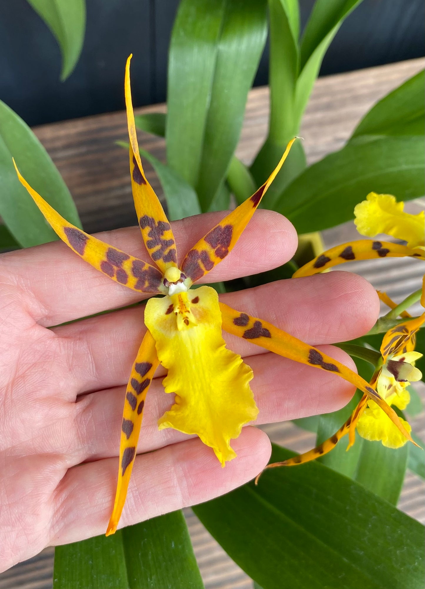 Alcra. Pacific Nova ‘Butter Buds’