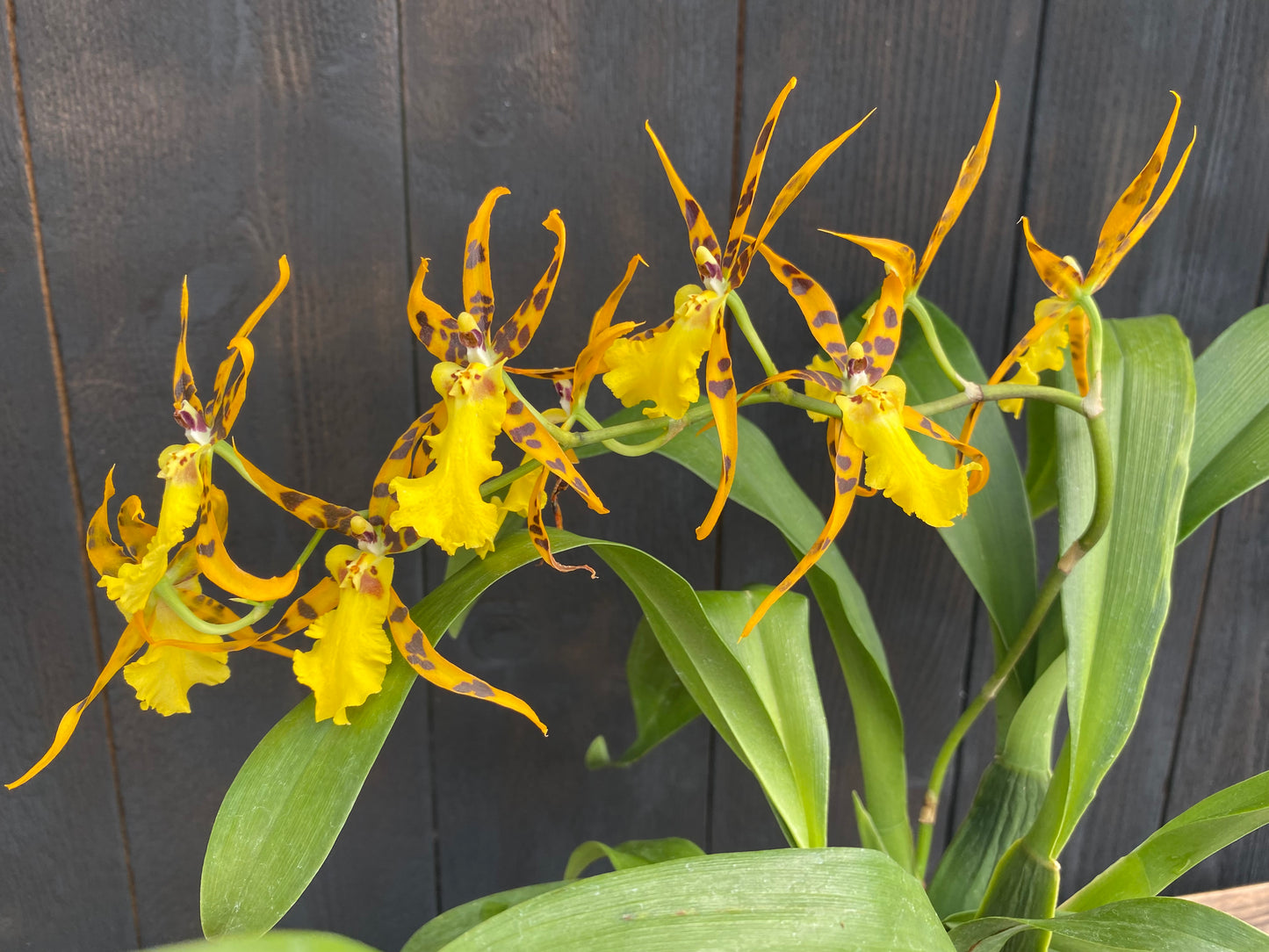 Alcra. Pacific Nova ‘Butter Buds’