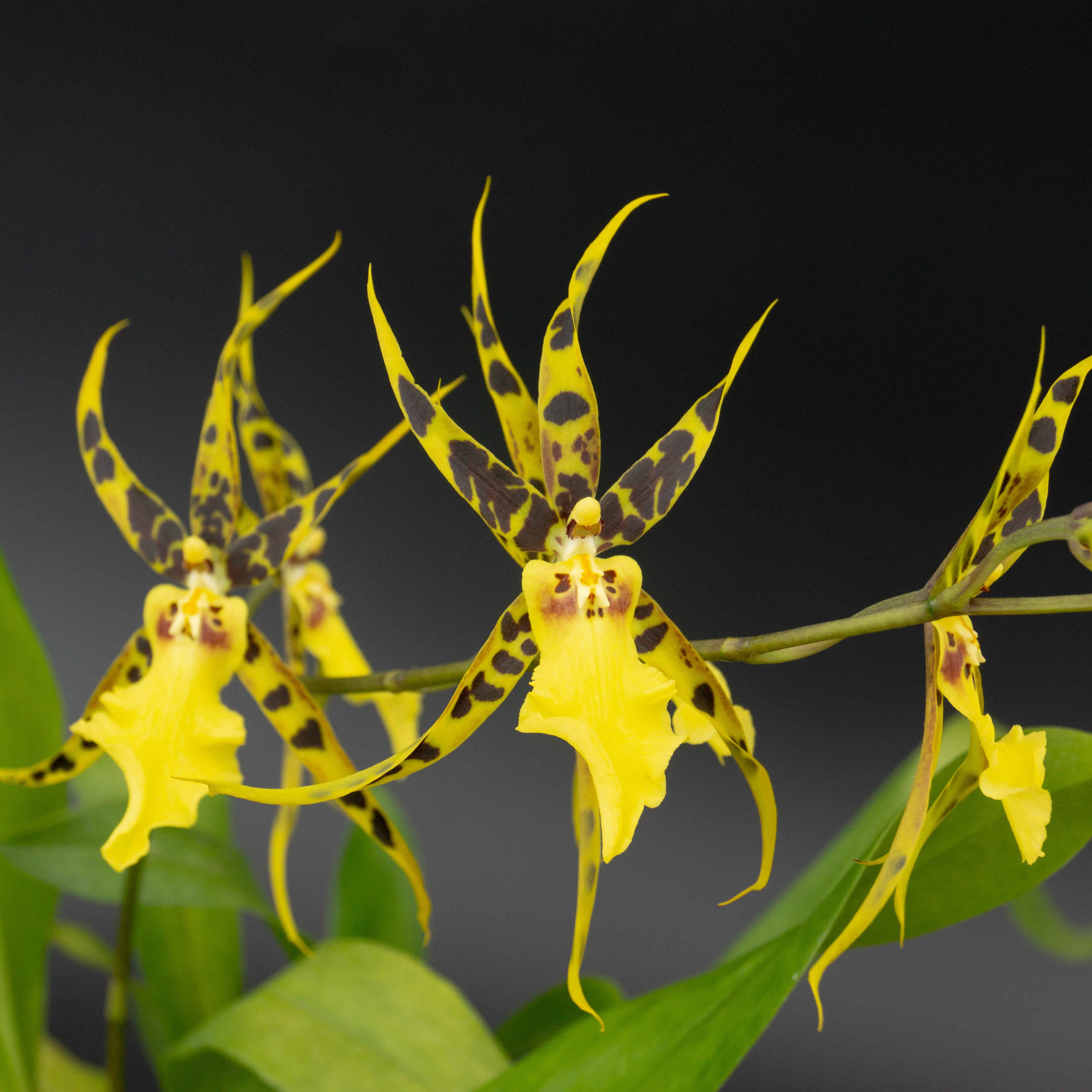 Yellow and black spotted Aliciara intergeneric flower potted orchid plant Hawaii