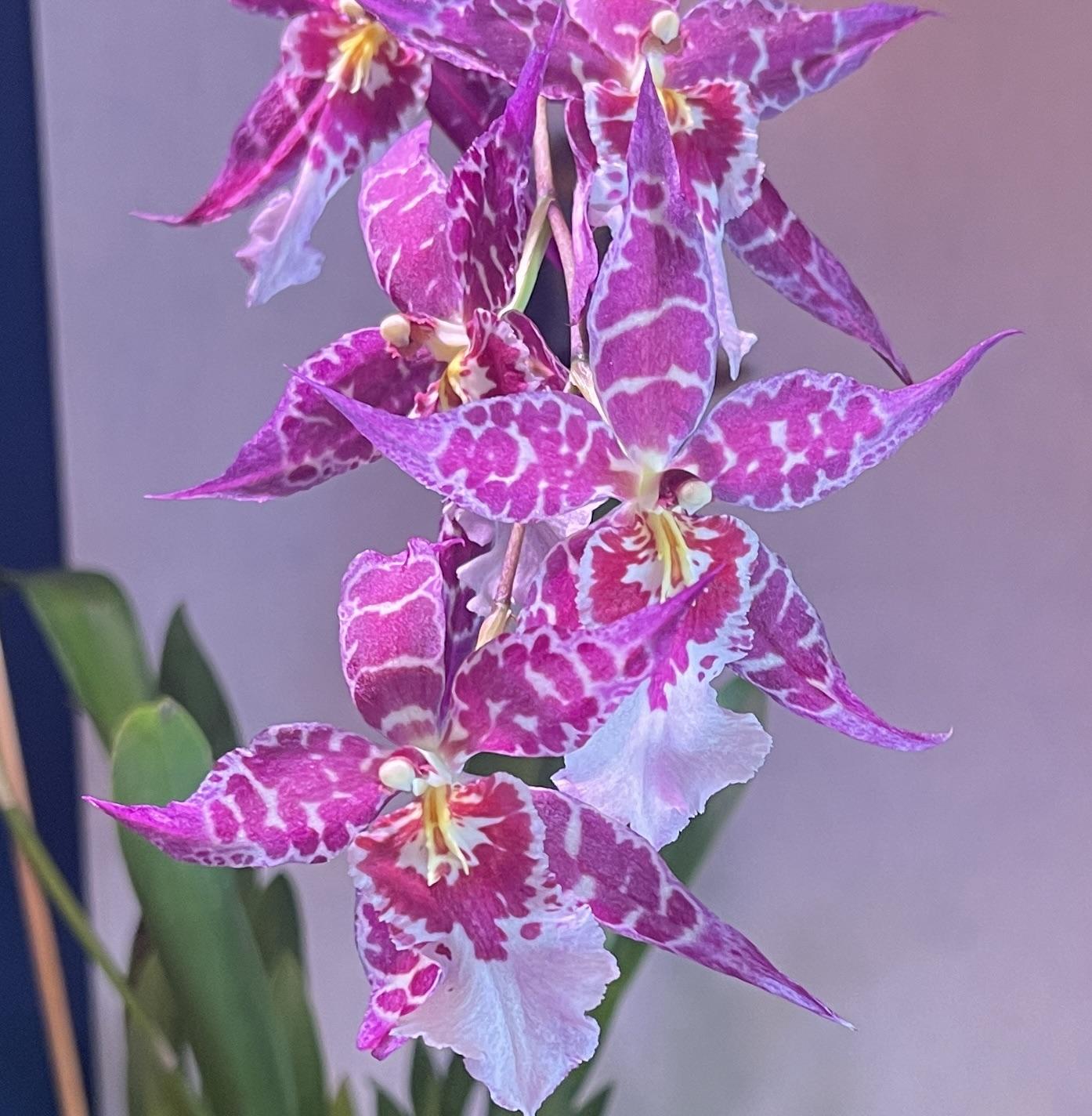 Aliceara (Alcra.) Stellar 'Hoku'