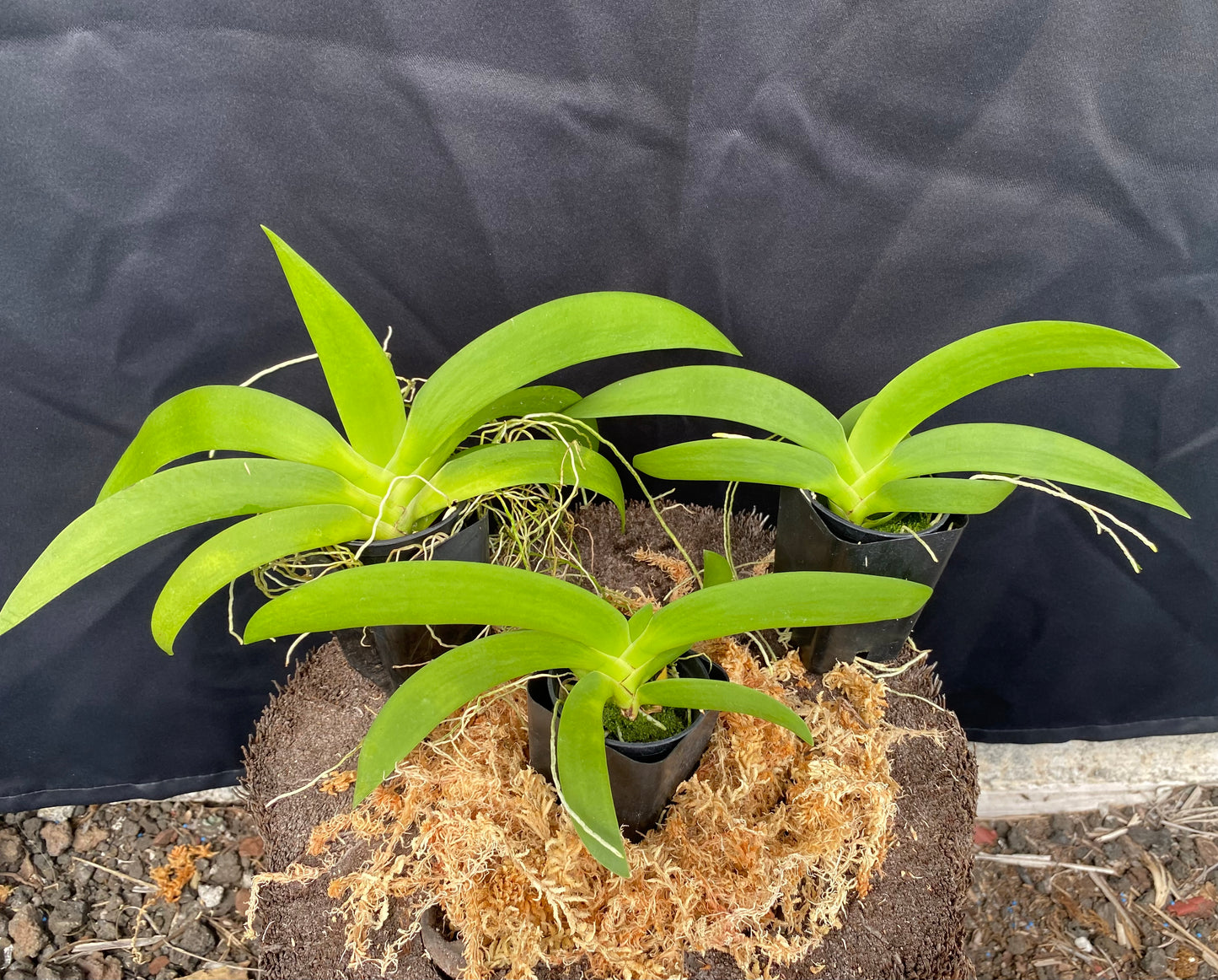 Angraecum leonis (Comoros version)