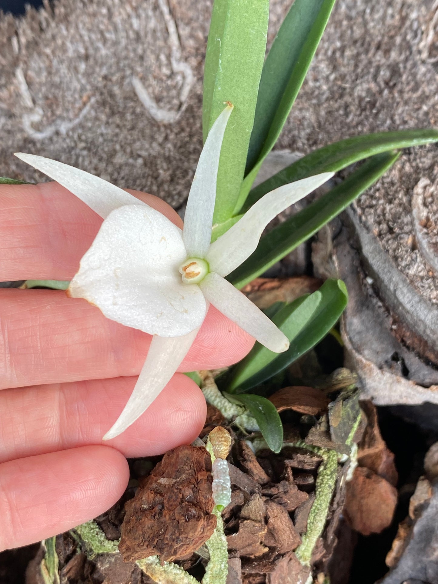 Angraecum didieri