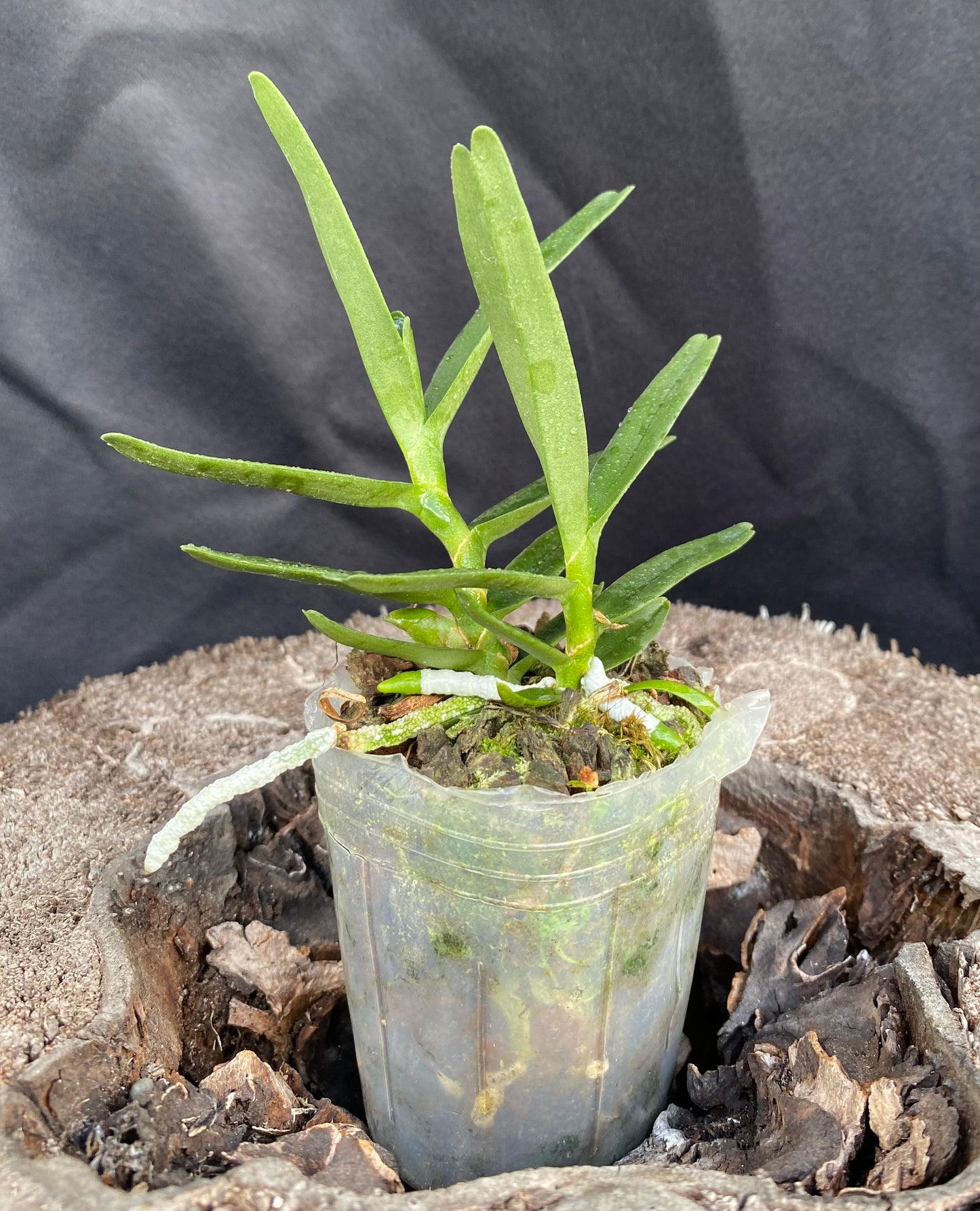 Angraecum didieri