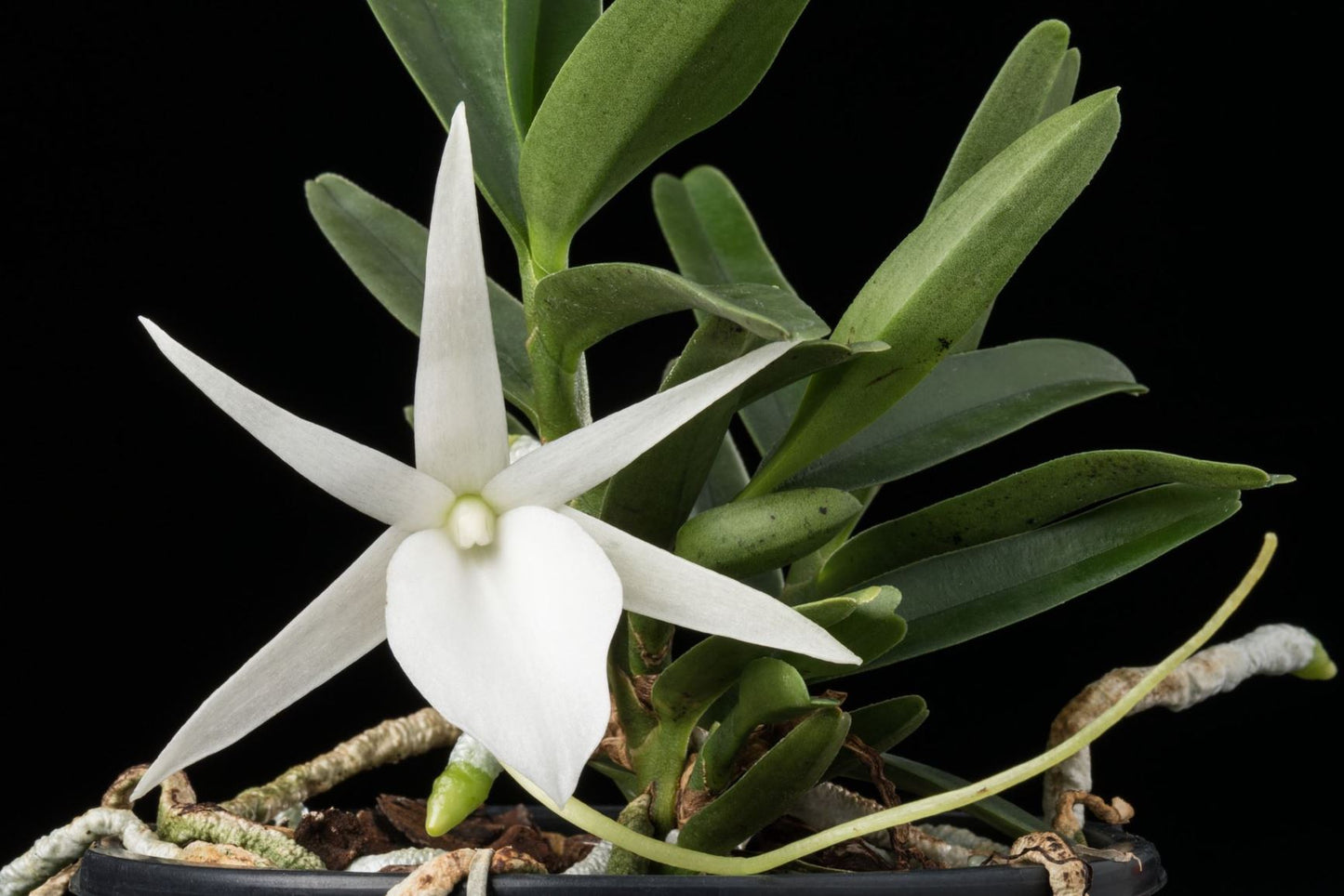 Angraecum didieri