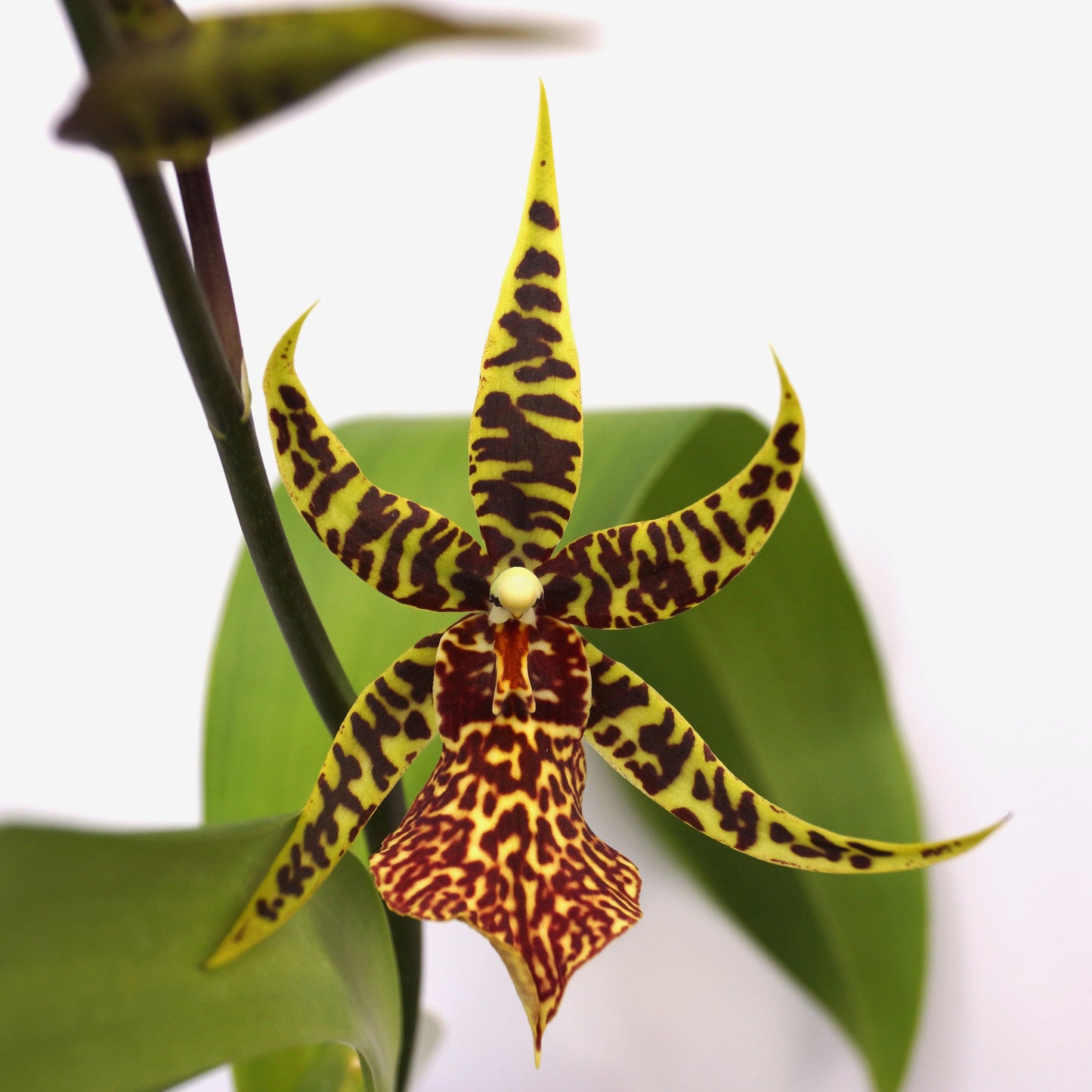 Arthurara (Aru.) Sea Snake 'Unforgettable'