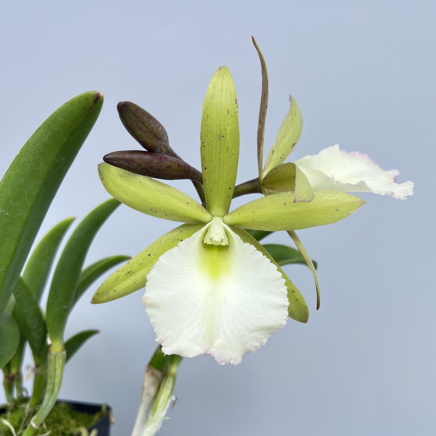 Brassocattleya (Bc.) Angie's Song