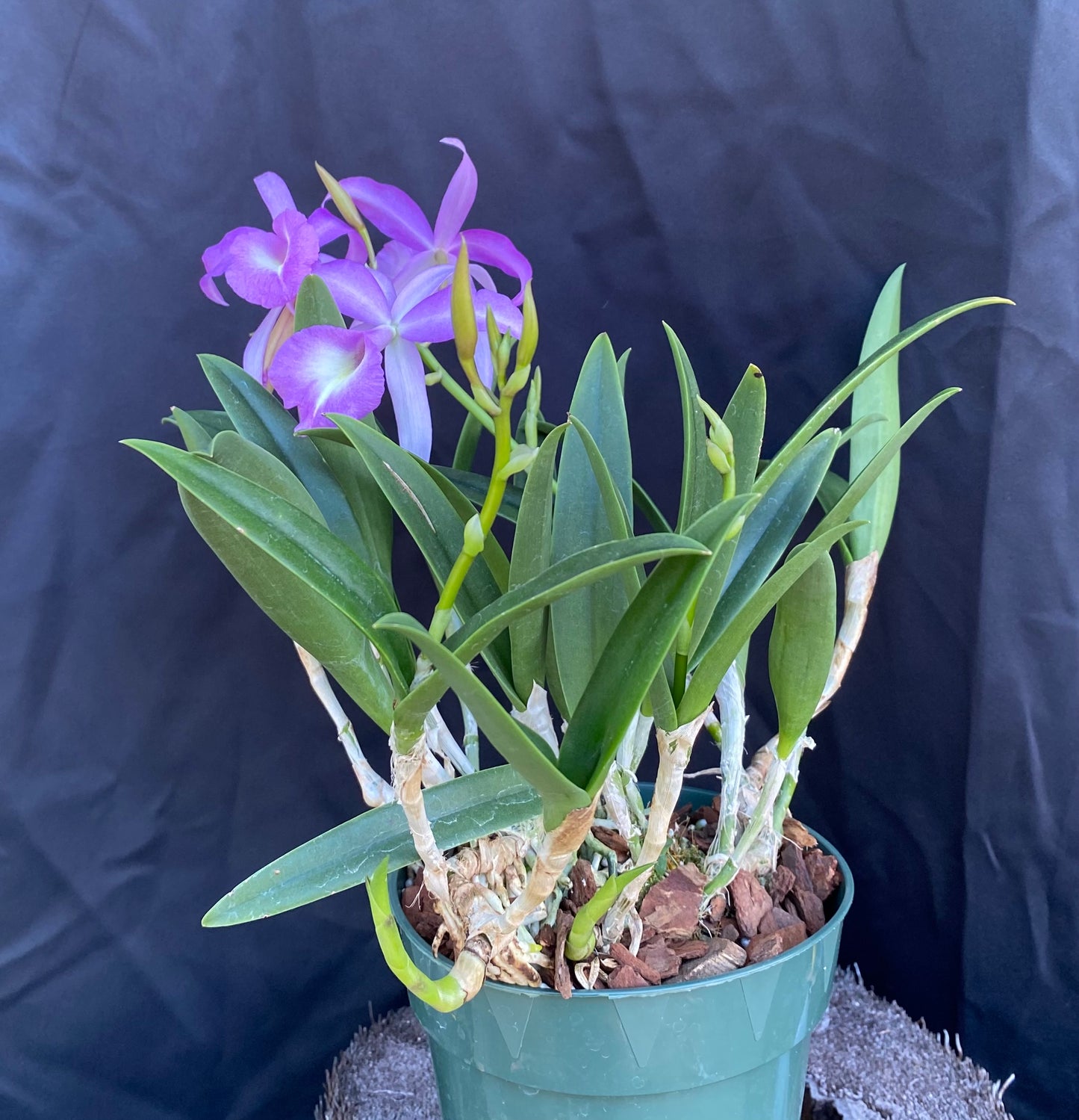 Brassocattleya (Bc.) Elizabeth (B. nodosa x skinneri)