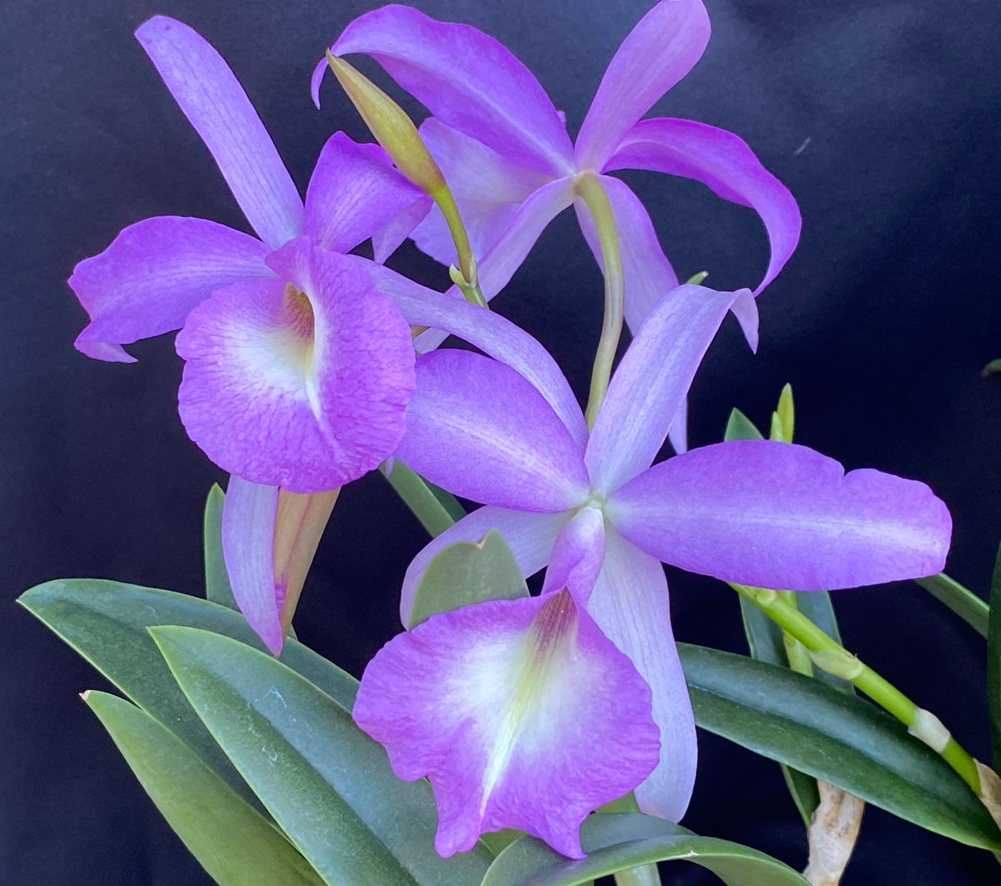 Brassocattleya (Bc.) Elizabeth (B. nodosa x skinneri)