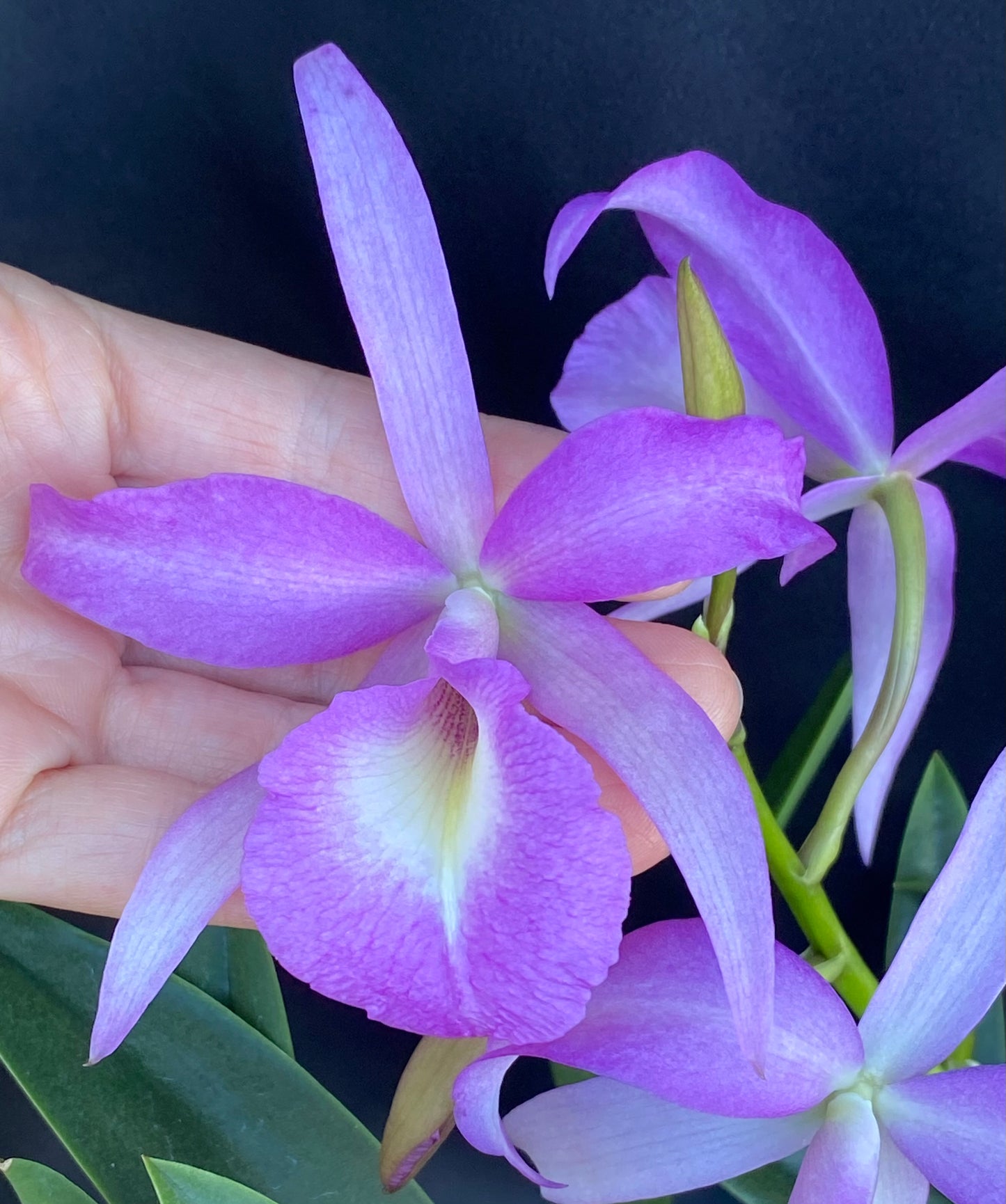 *Sale* Blooming size cattleyas~box of 4 or 8