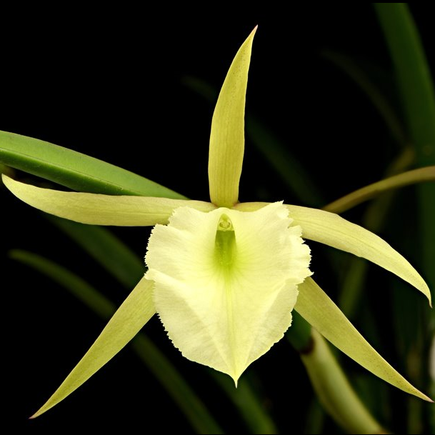 Brassocattleya (Bc.) Angie's Song