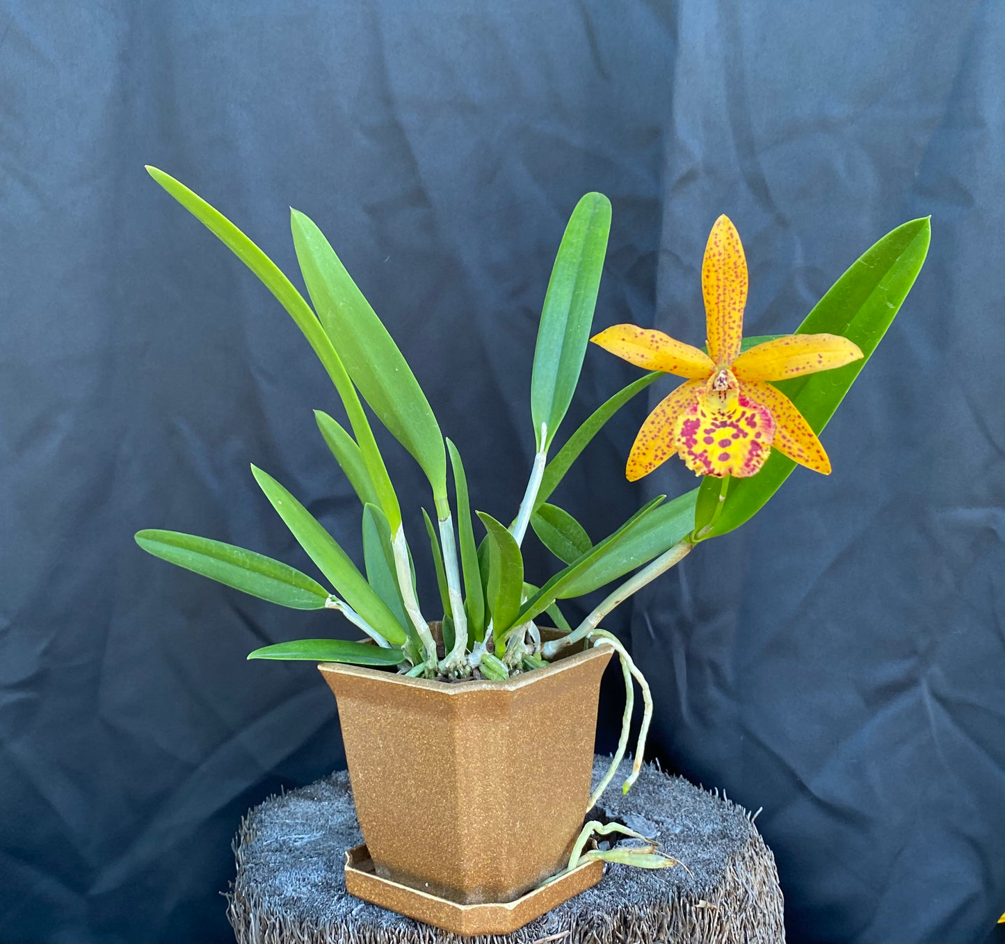 Brassocattleya (Bc.) Rustic Spots