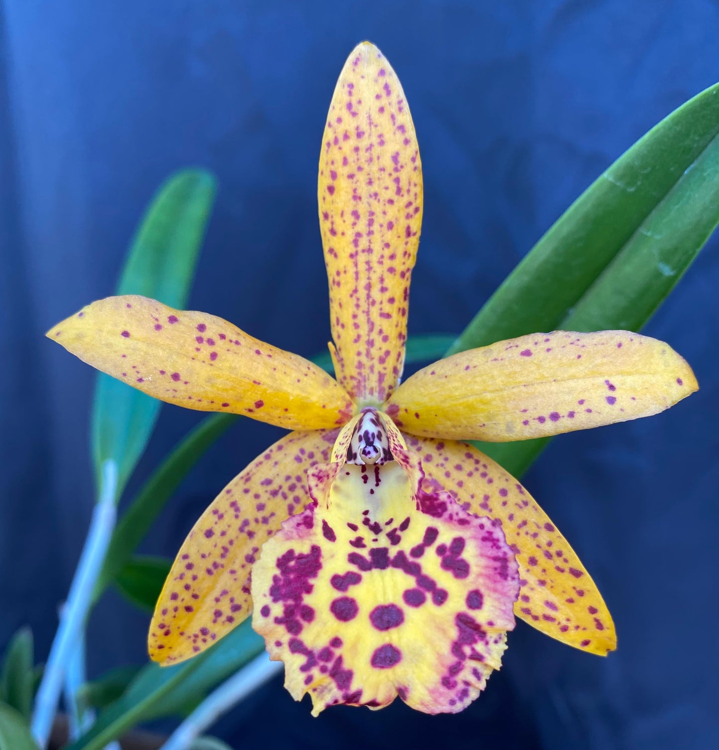 Brassocattleya (Bc.) Rustic Spots