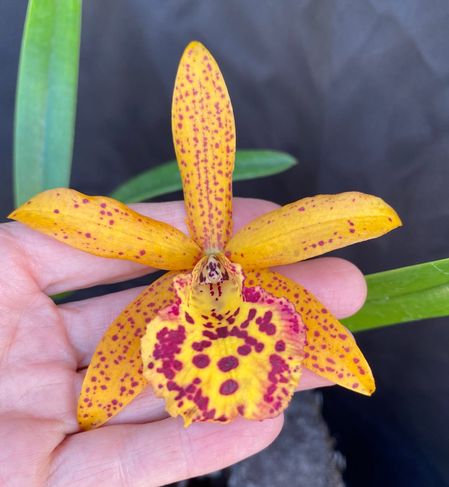 *Sale* Blooming size cattleyas~box of 4 or 8