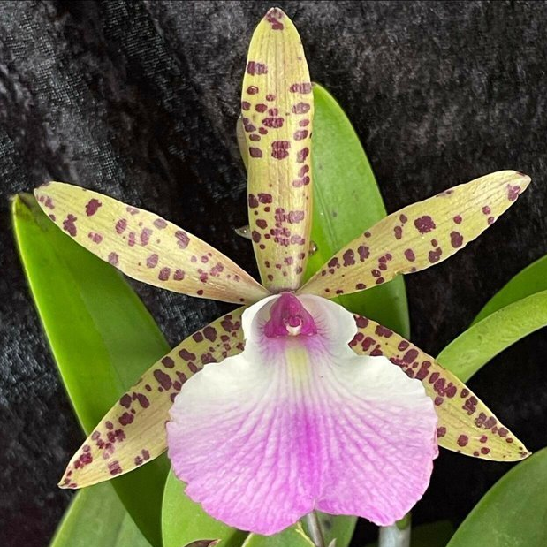 Brassocattleya (Bc.) Angie's Song