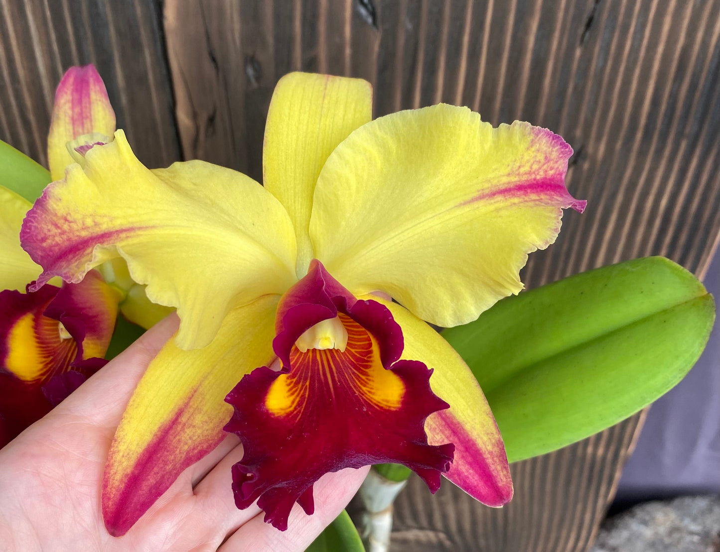 Blc. Dora Louise Capan 'Lea'