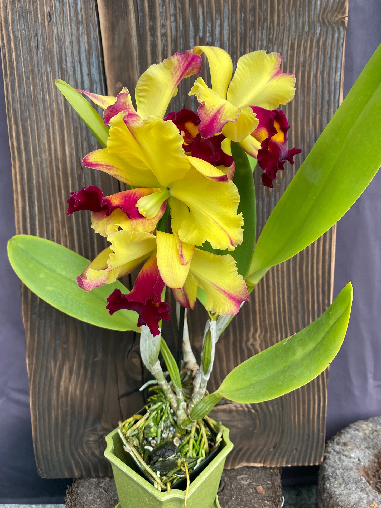 Blc. Dora Louise Capan 'Lea'