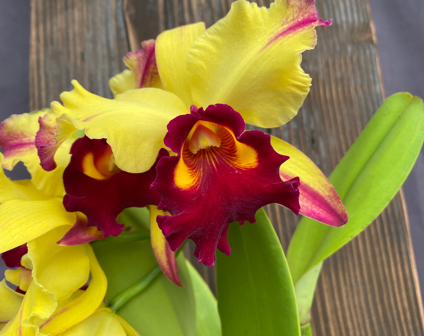 Blc. Dora Louise Capan 'Lea'