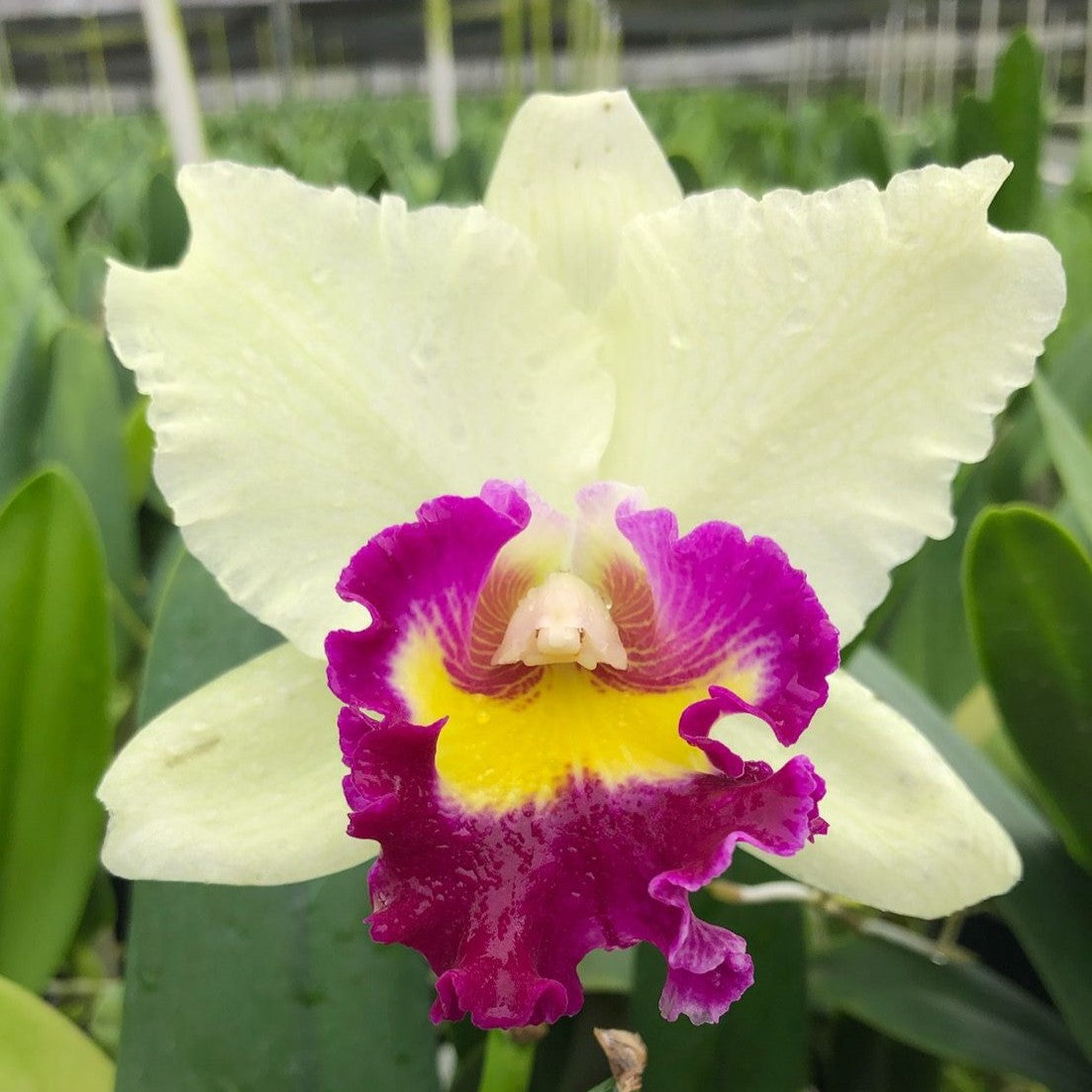 Blc. Pratum Green 'NN'