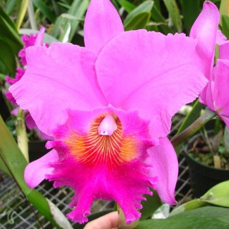Blc. Amy Wakasugi 'NN'