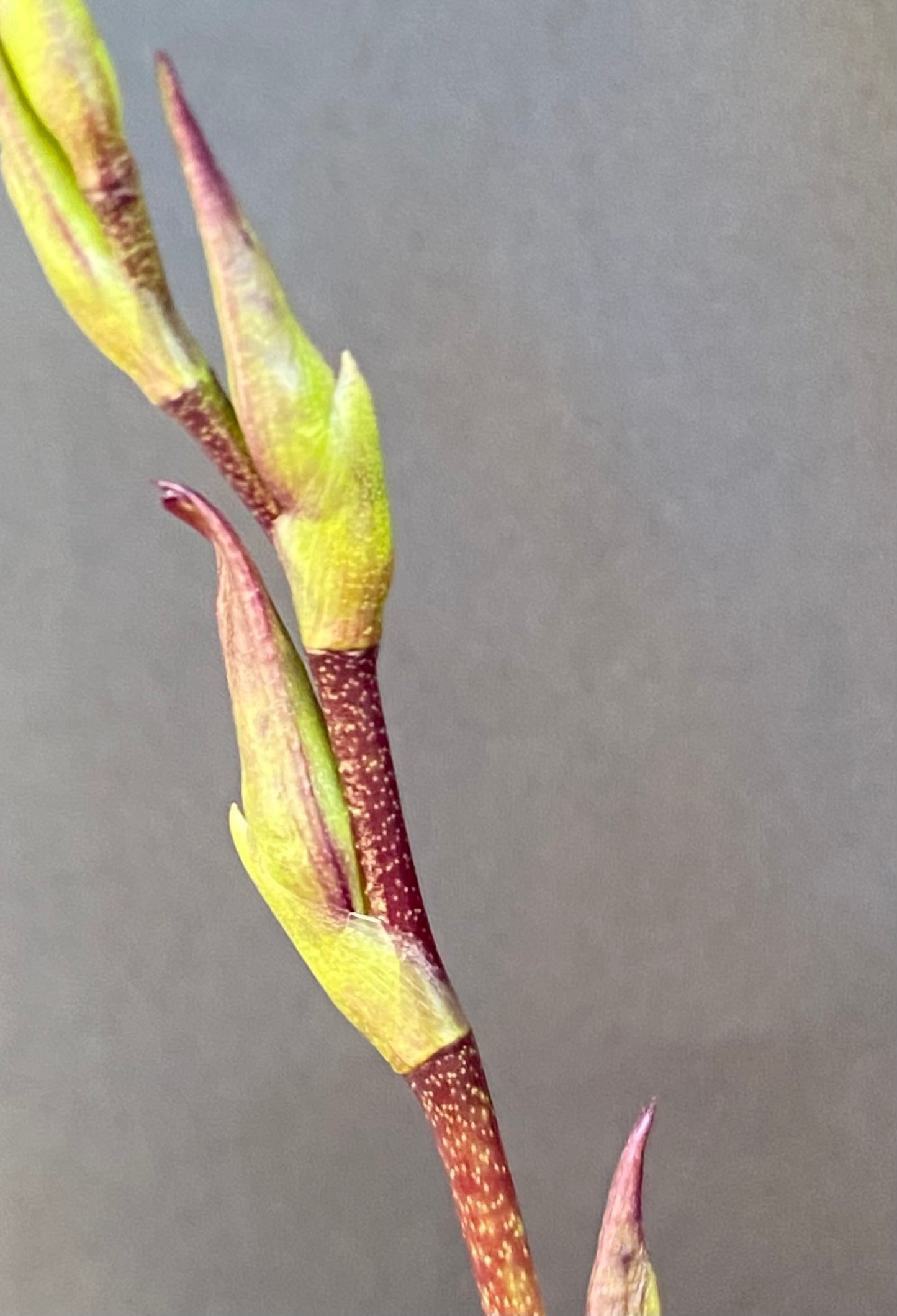 Bllra. Mem. Donald Yamada