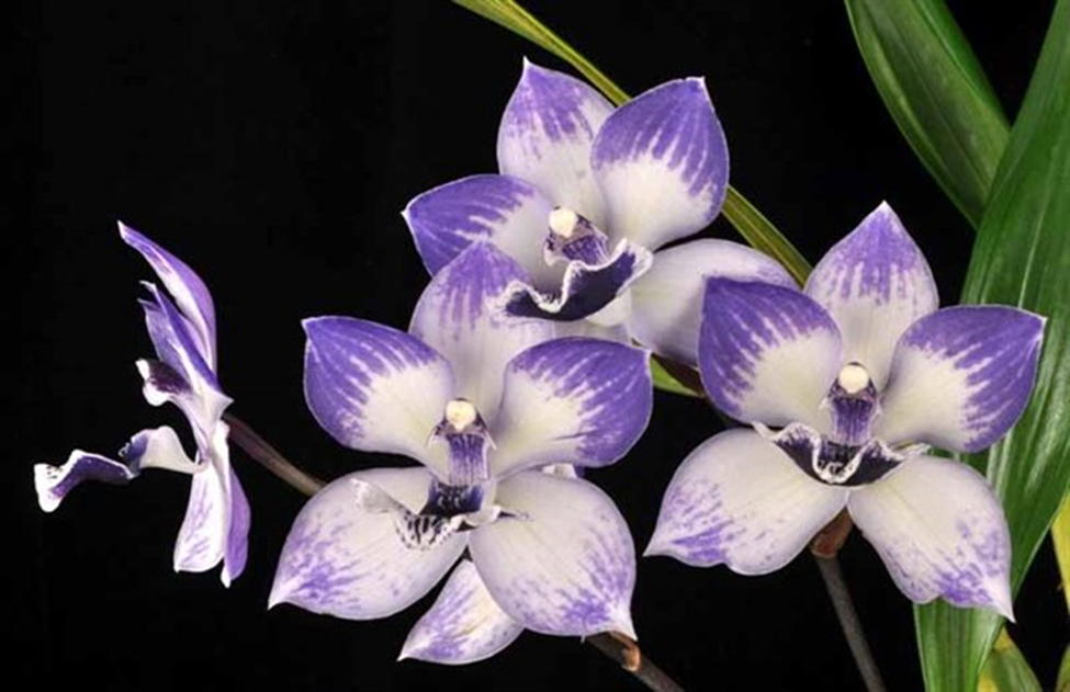 Tst. Melinda Marie 'Blue Sapphire' HCC/AOS