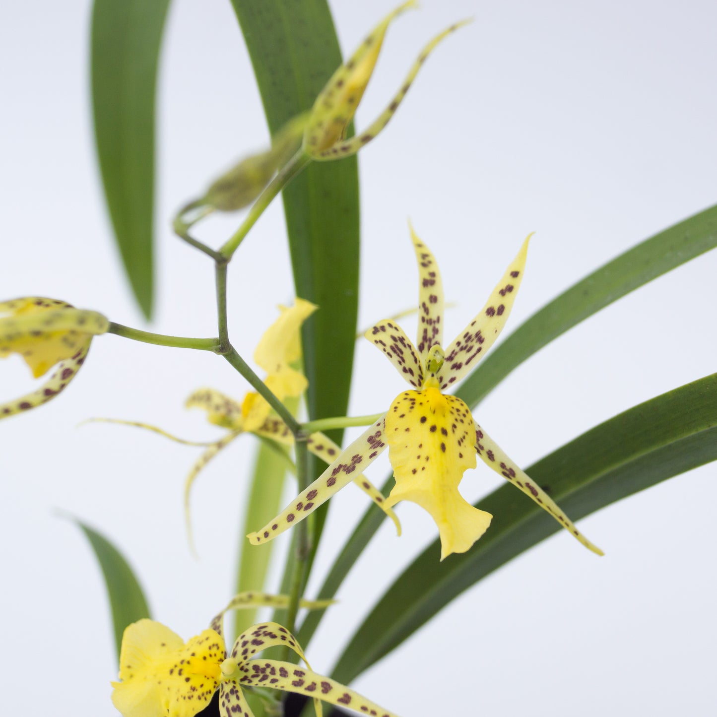 Brsdm. Nittany Gold 'Dr John' AM/AOS