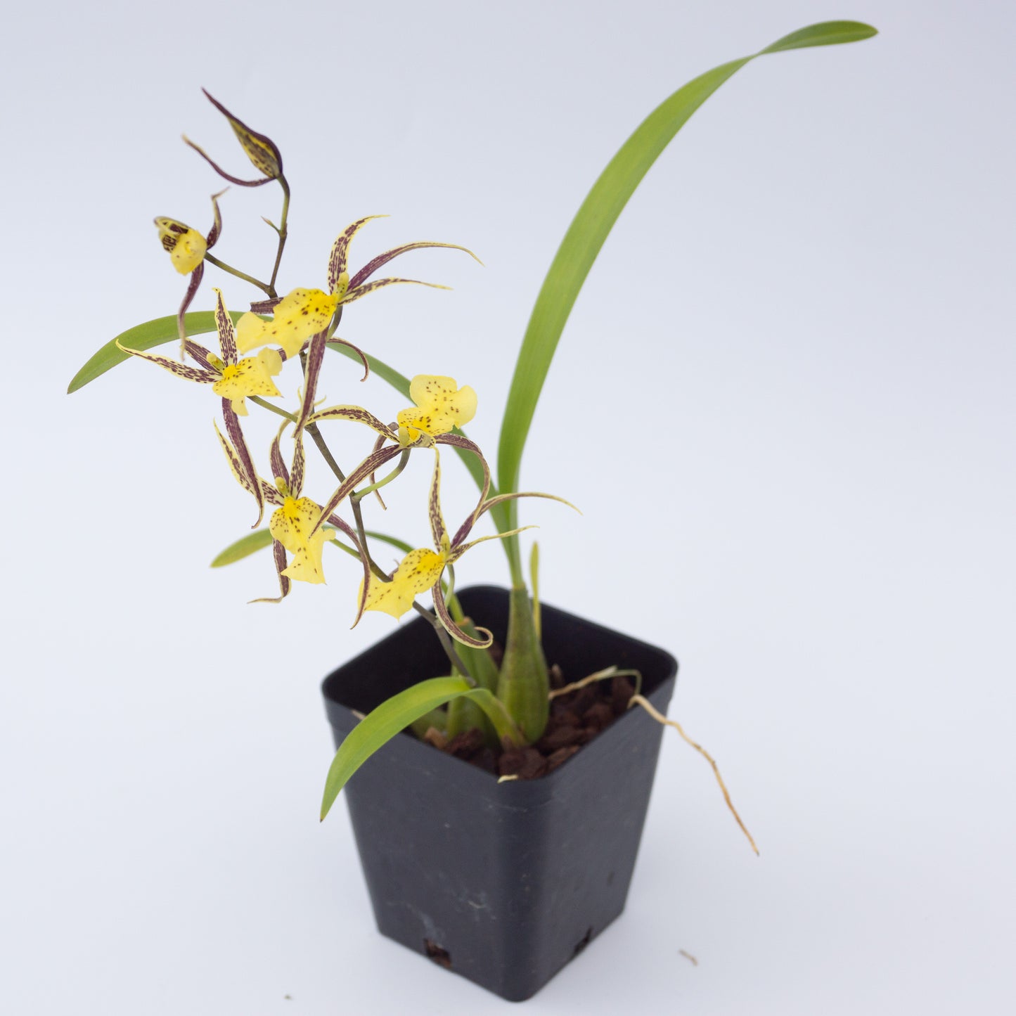 Brsdm. Nittany Gold 'Dr John' AM/AOS