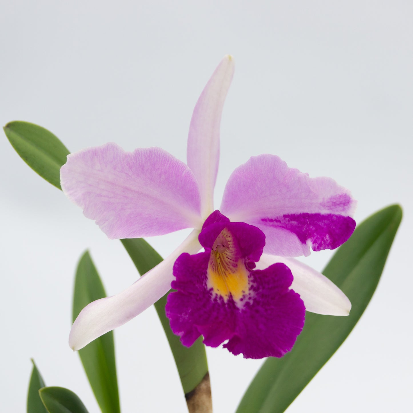 Brassocattleya Tetradip 'Junko' x Rlc. Elegant Dancer 'Rouge'