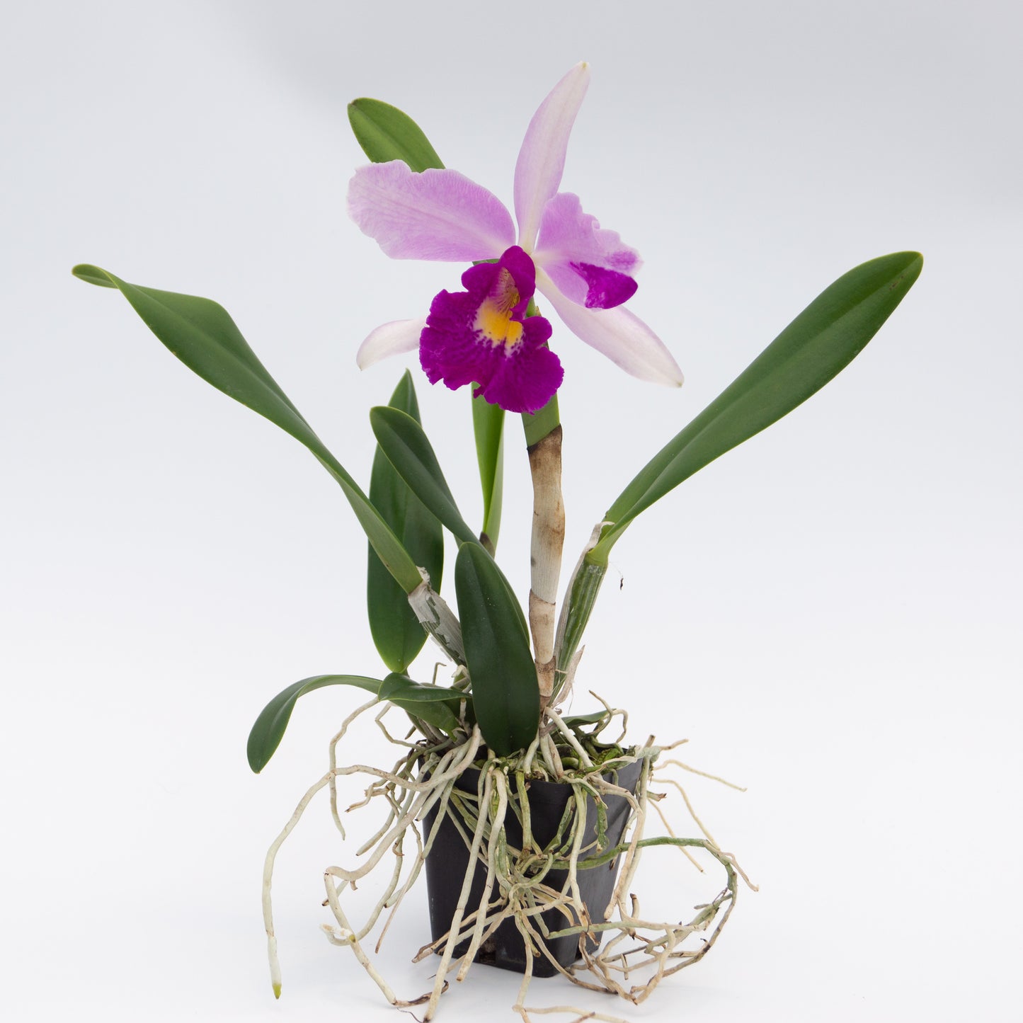 Brassocattleya Tetradip 'Junko' x Rlc. Elegant Dancer 'Rouge'