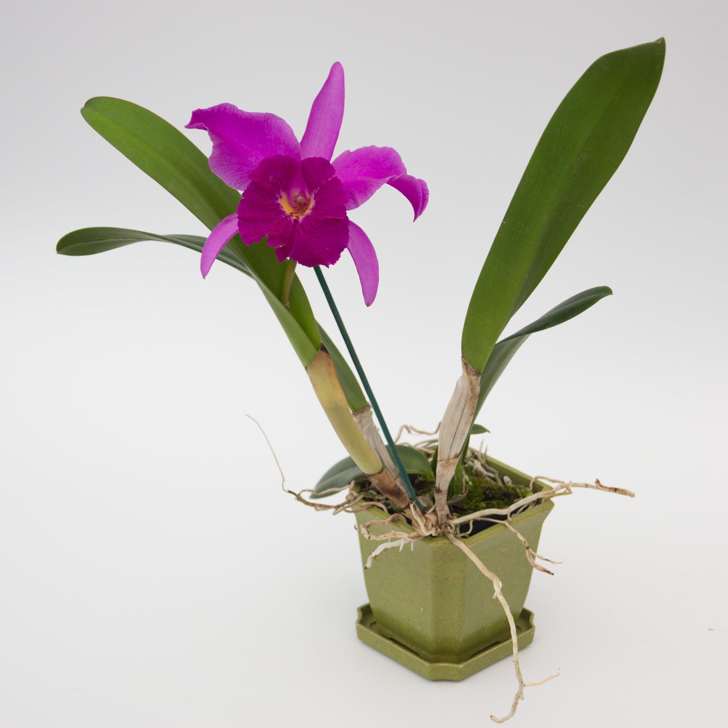 Purple Cattleya flower potted orchid plant Hawaii