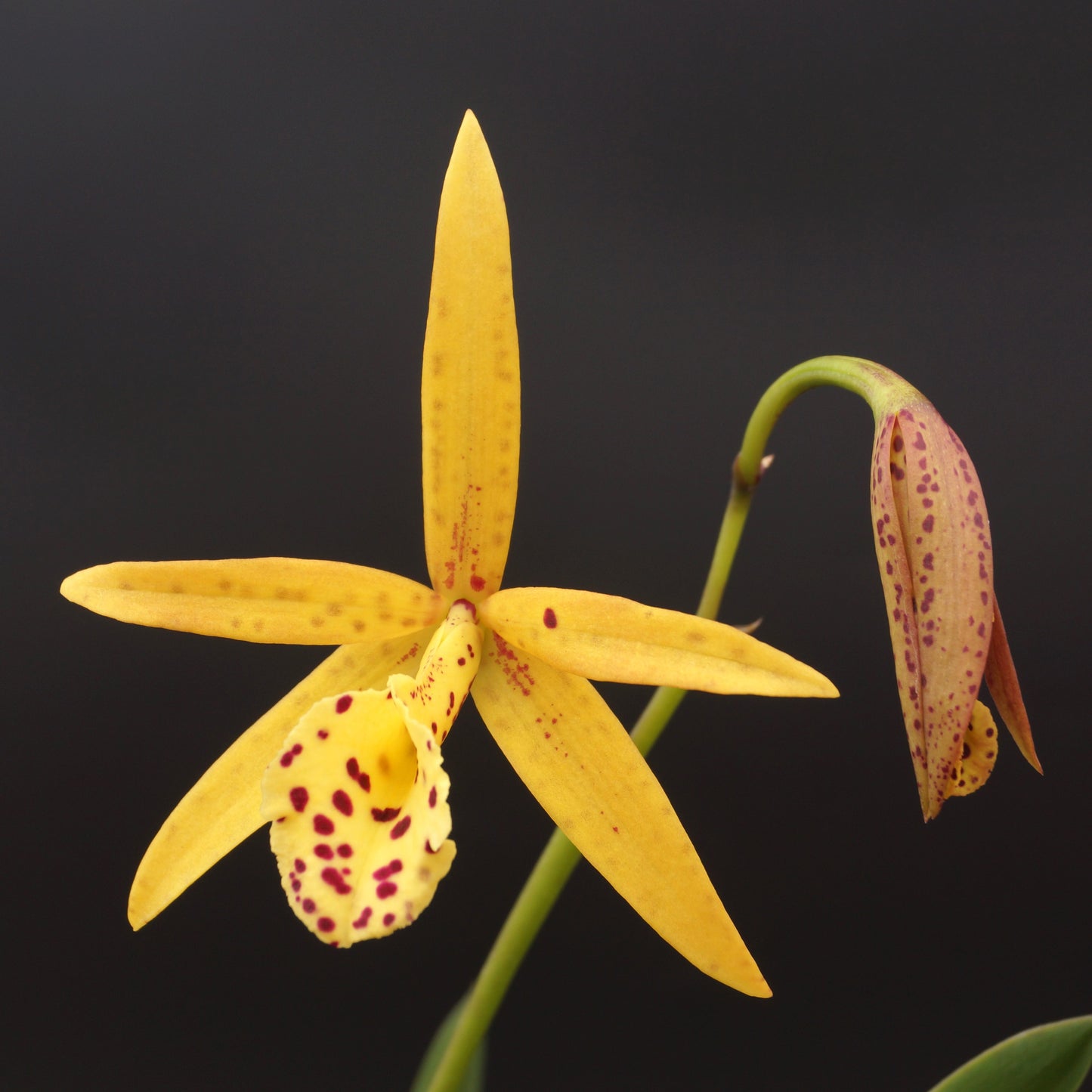 Bc. Yellow Bird