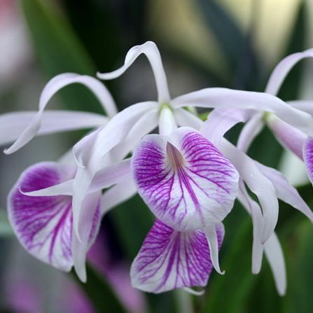 Brassocattleya (Bc.) Morning Glory