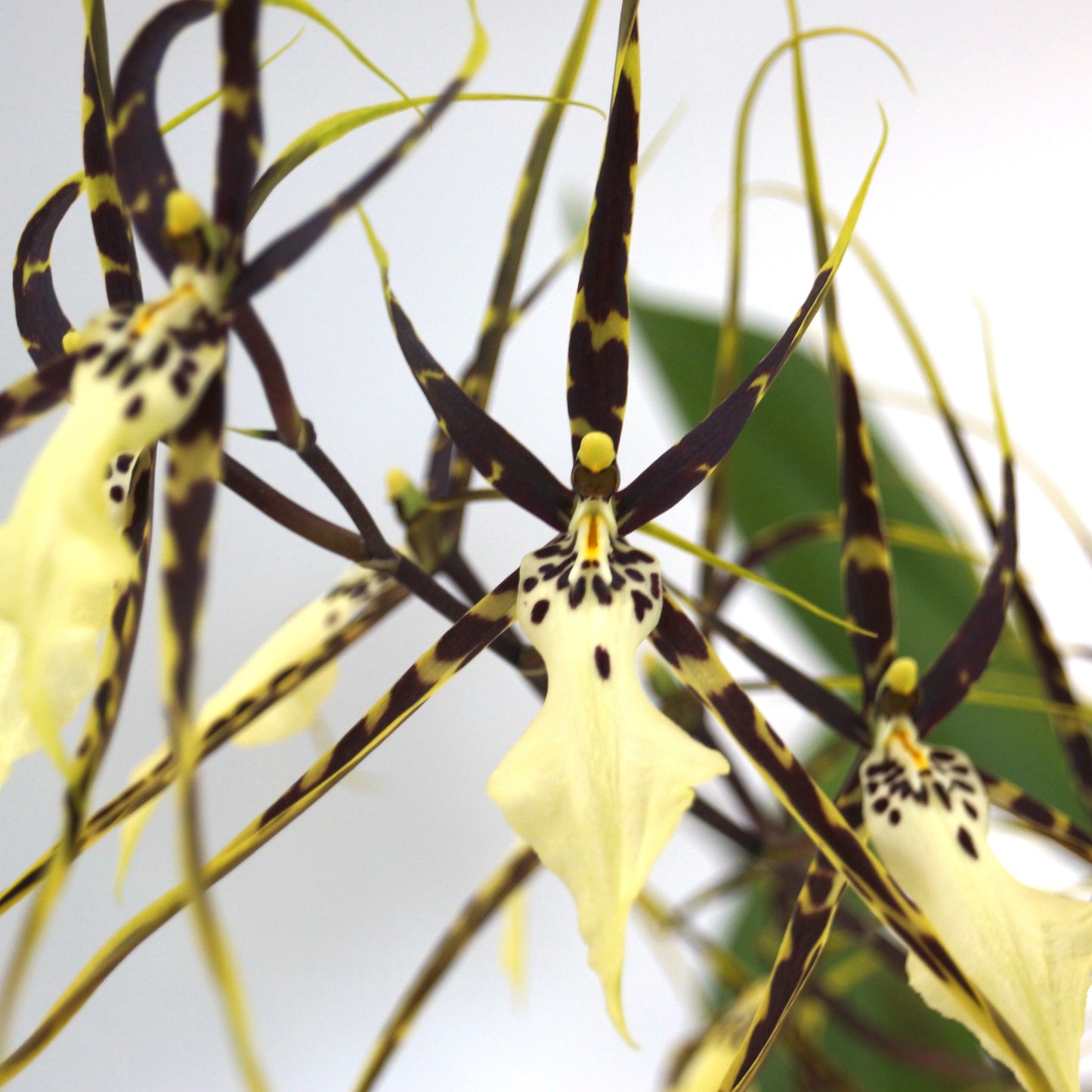 6" Brassidium (Brsdm.) Kenneth Bivin  'Santa Barbara' HCC/AOS (Onc. cariniferum x Brs. arcuigera) (Copy)