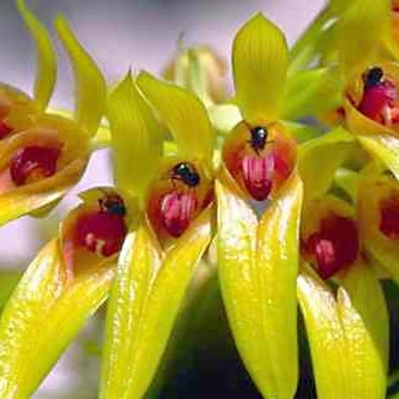 Bulbophyllum graveolens