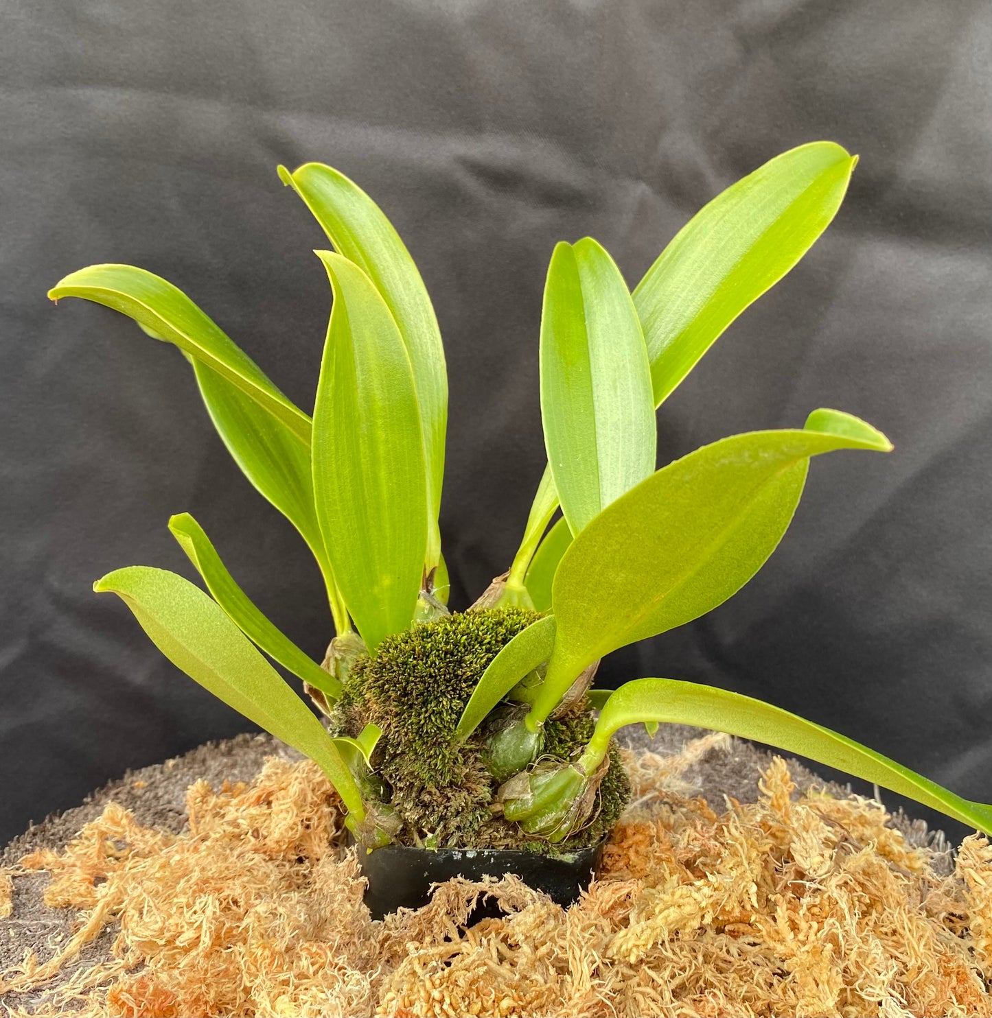Bulbophyllum graveolens