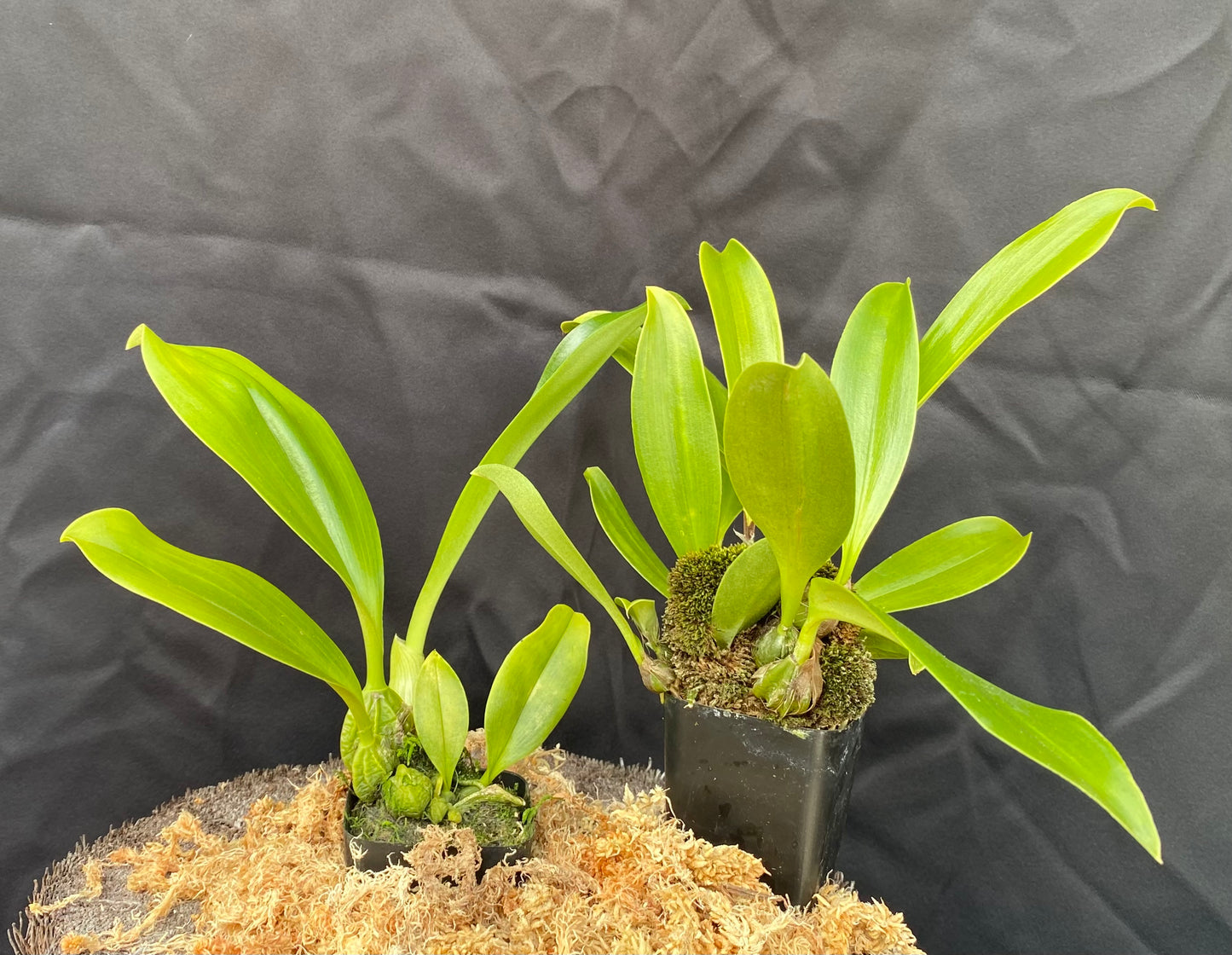 Bulbophyllum graveolens